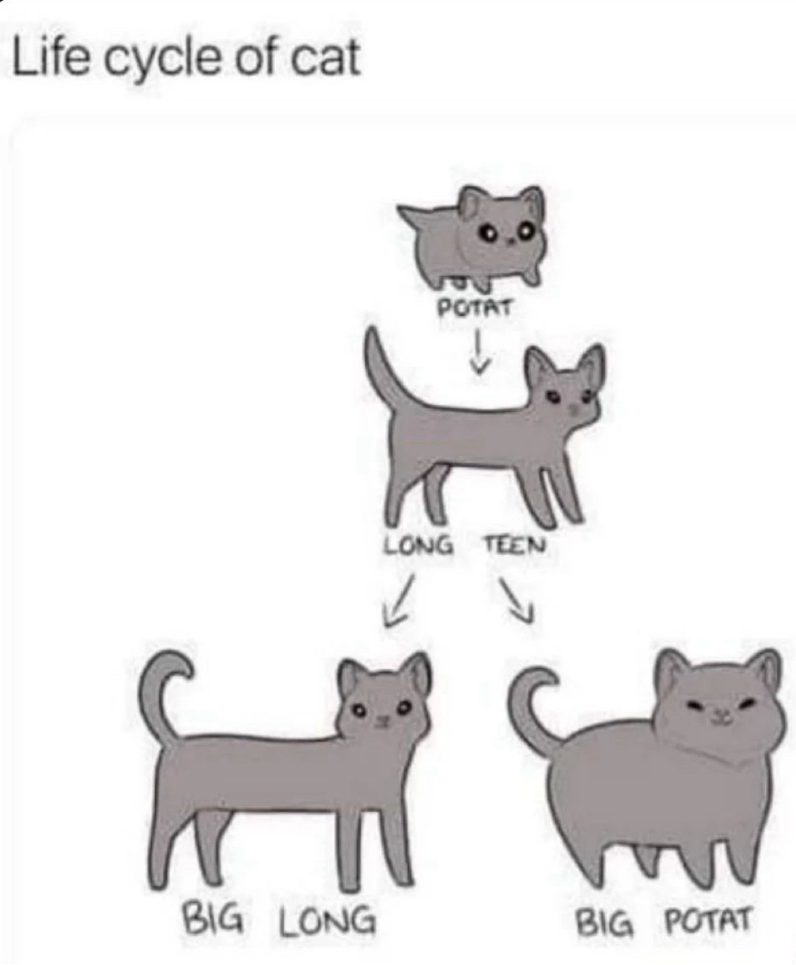 A cute drawing of the shapes of cats as they get older. They start at small potat, advance to long teen, then branch to either big long or big potat