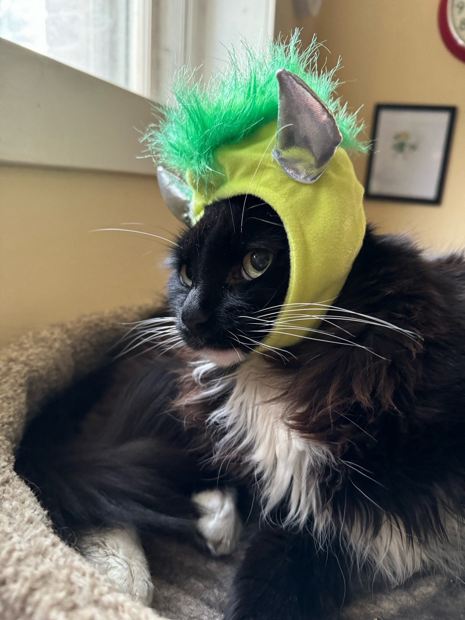 Minerva the black and white cat is looking askance at the camera wearing a green hat with demon horns and a mohawl