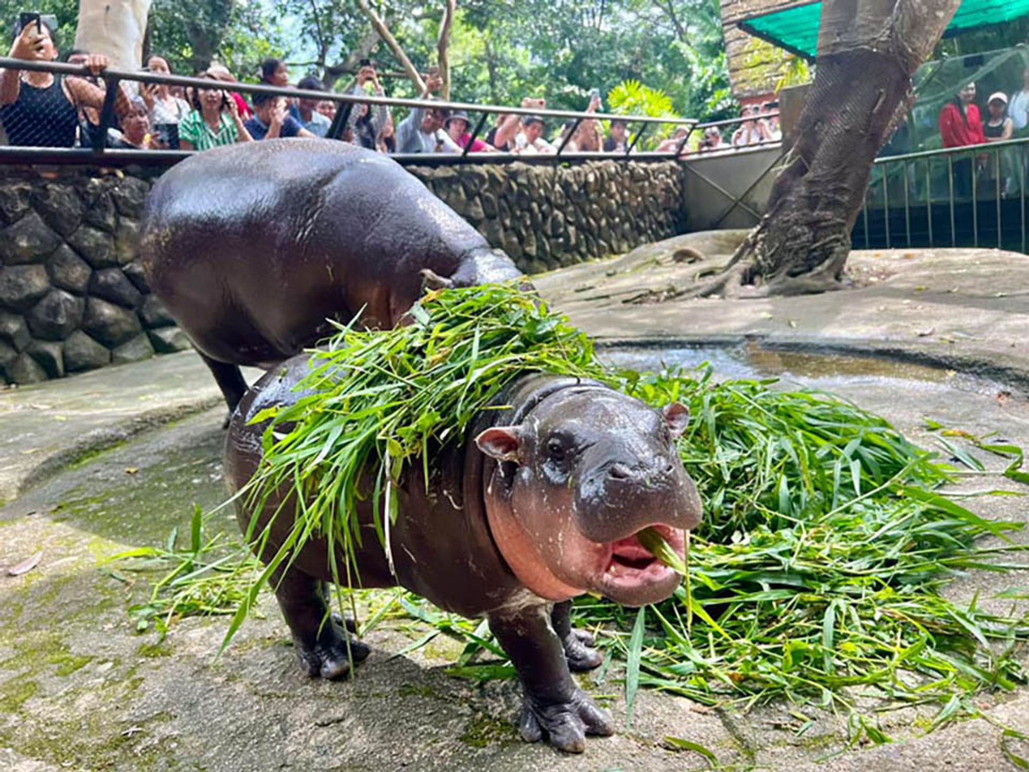 moo deng the pygmy hippo, mouth open, body covered in leaves, staring angrily at the camera.