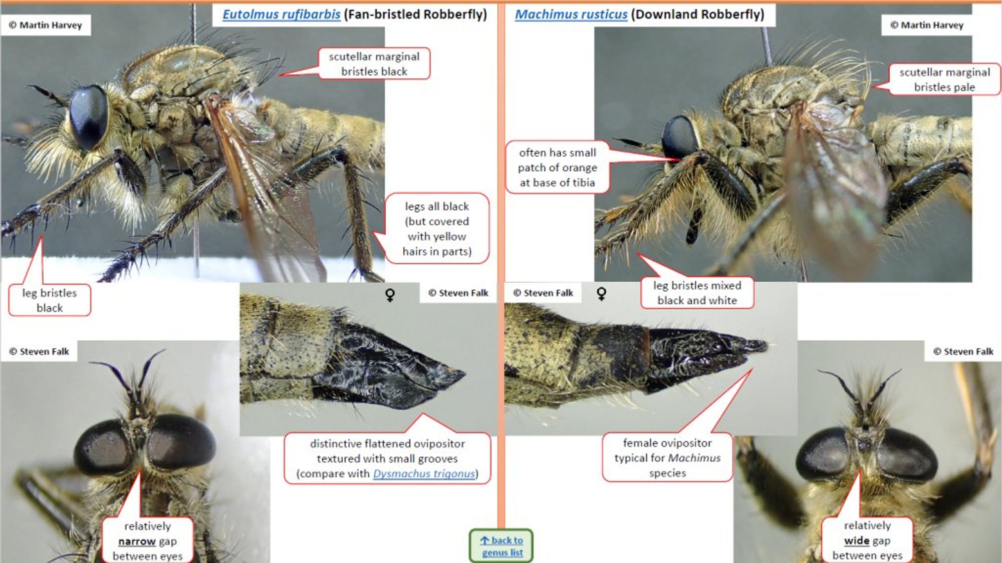 An example page from the identification guide for robberflies, showing comparison photos with labelled features for two species of Machimus robberfly