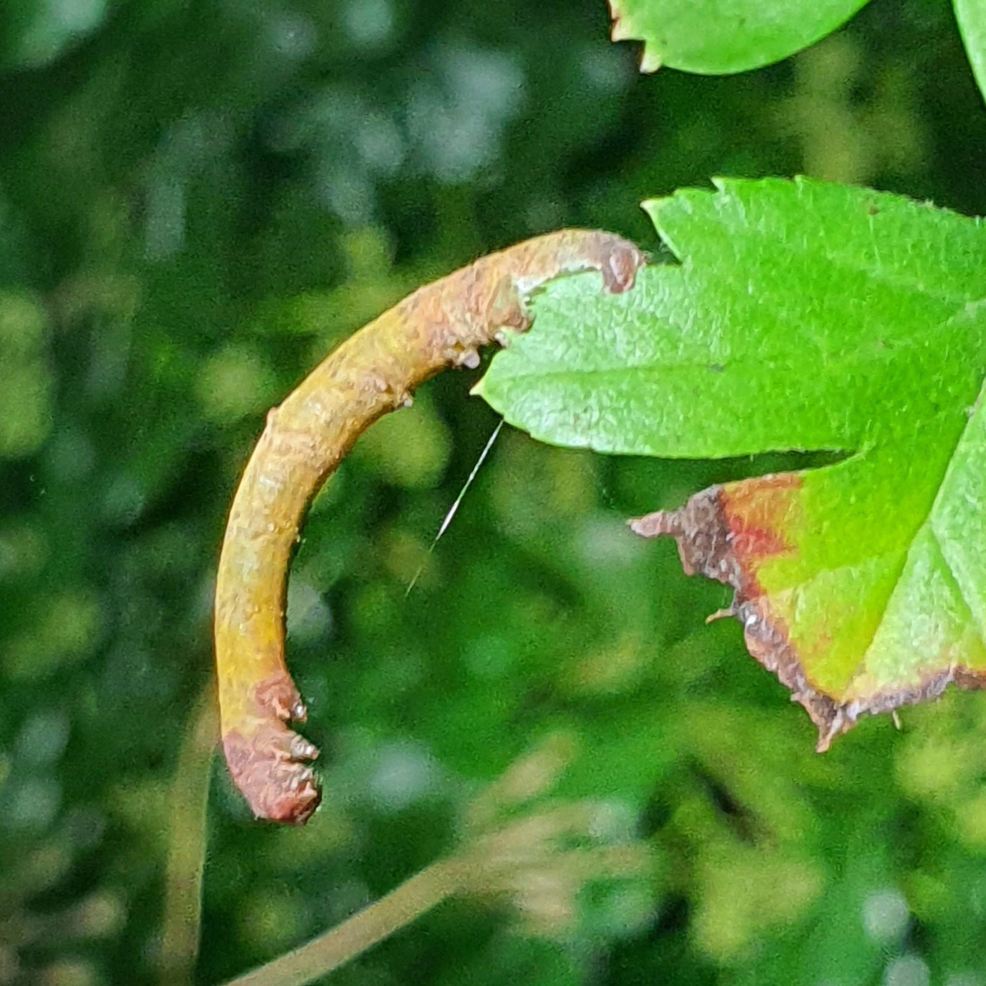 Caterpillar of Brimstone moth, brown form matching colour of twigs