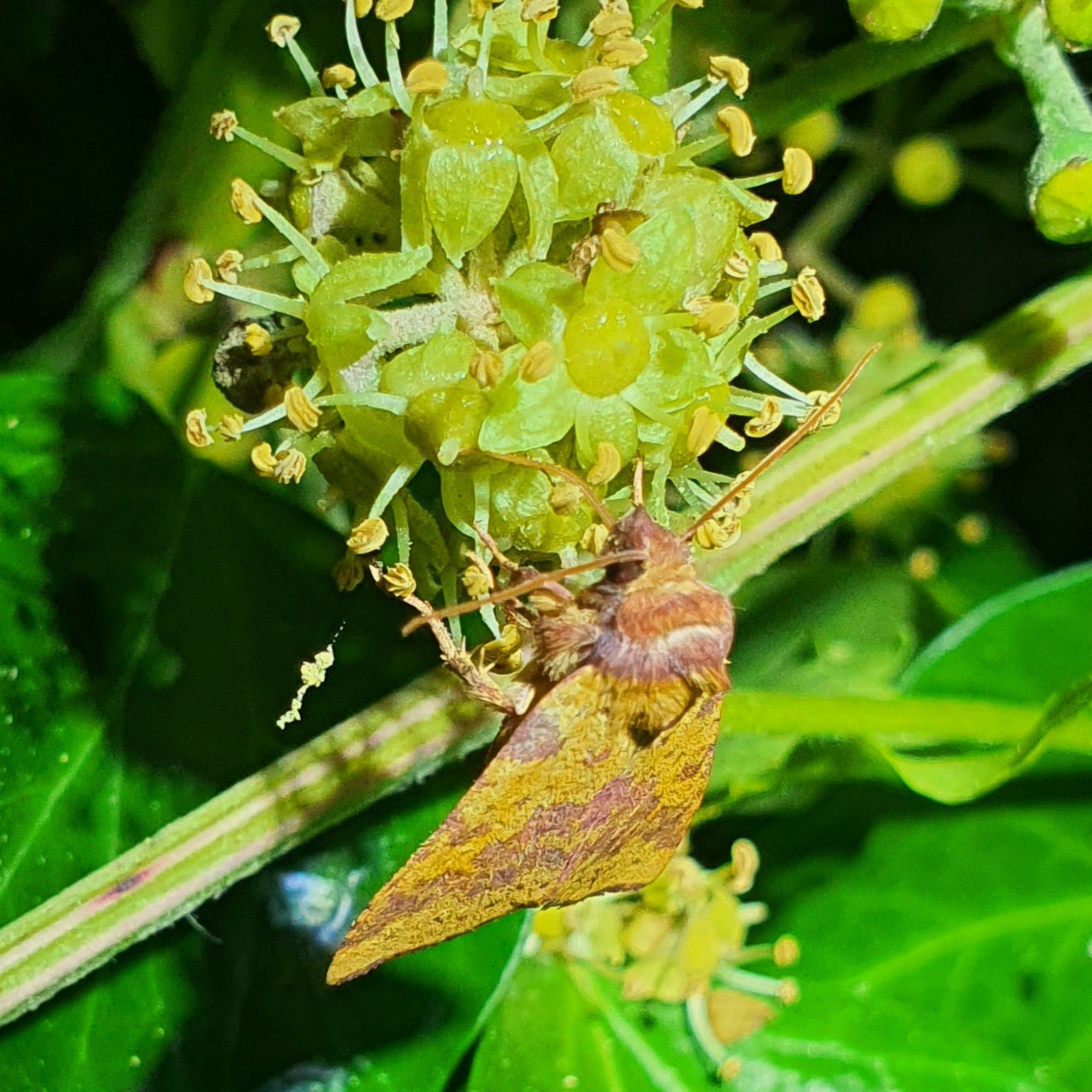 Side view of Pink-barred Sallow showing proboscis uncurled while feeding