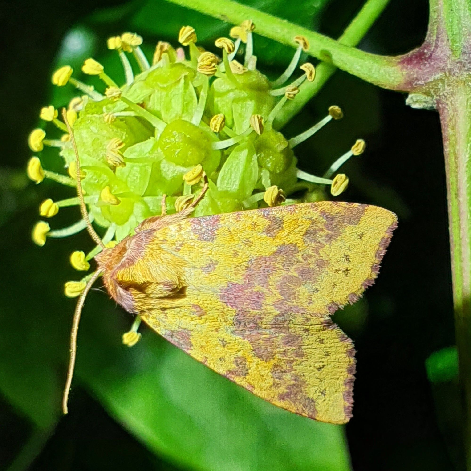 Pink-barred Sallow moth, dorsal view, on Ivy flower