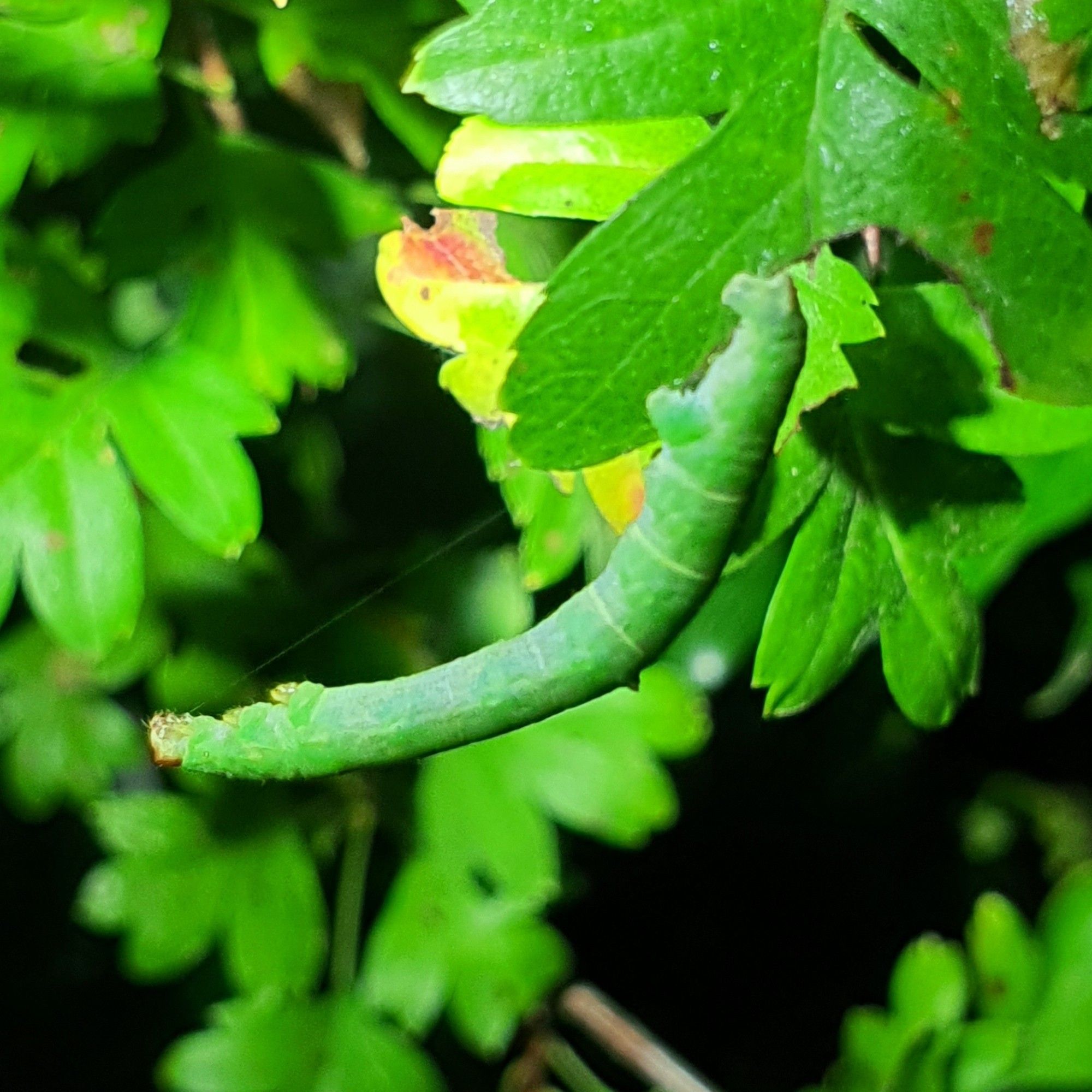 Caterpillar of Brimstone moth, green form matching colour of leaves