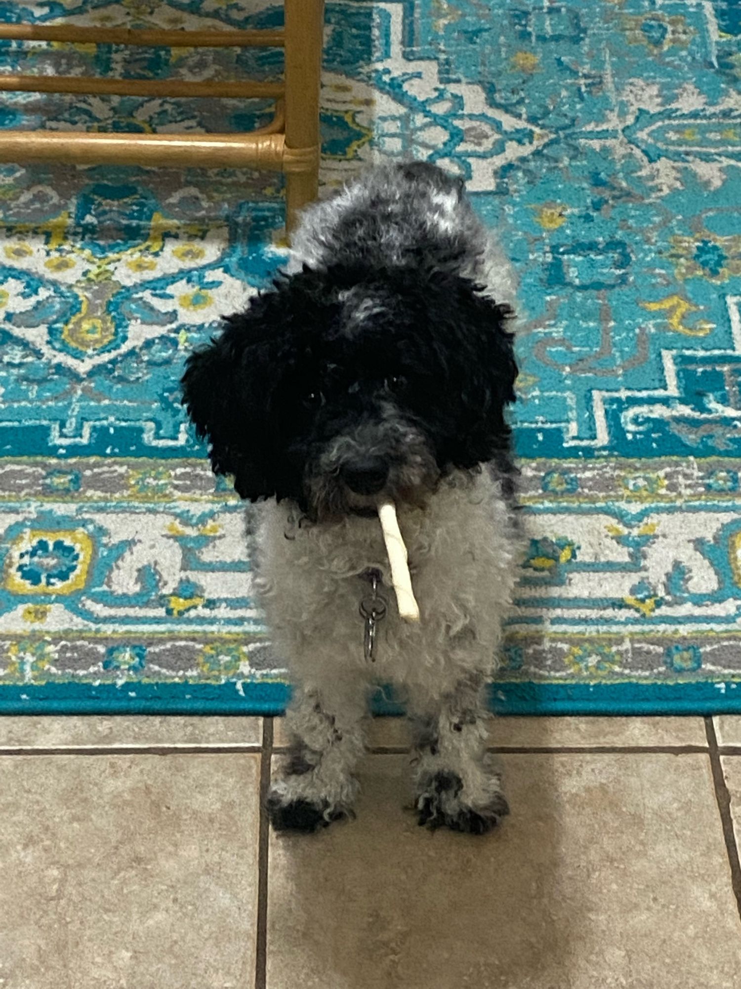 Small black and white dog holding the end of a tiny bone like it’s a cigar.