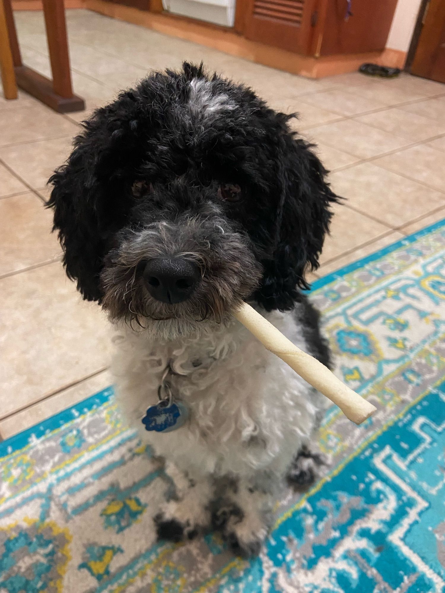 Small black and white dog with a small bone sticking out of her mouth.