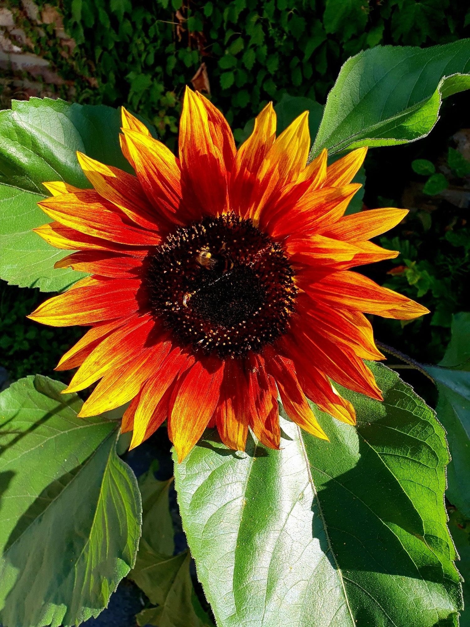 Eine Sonnenblume in orangtönen mit Hummel in der Mitte