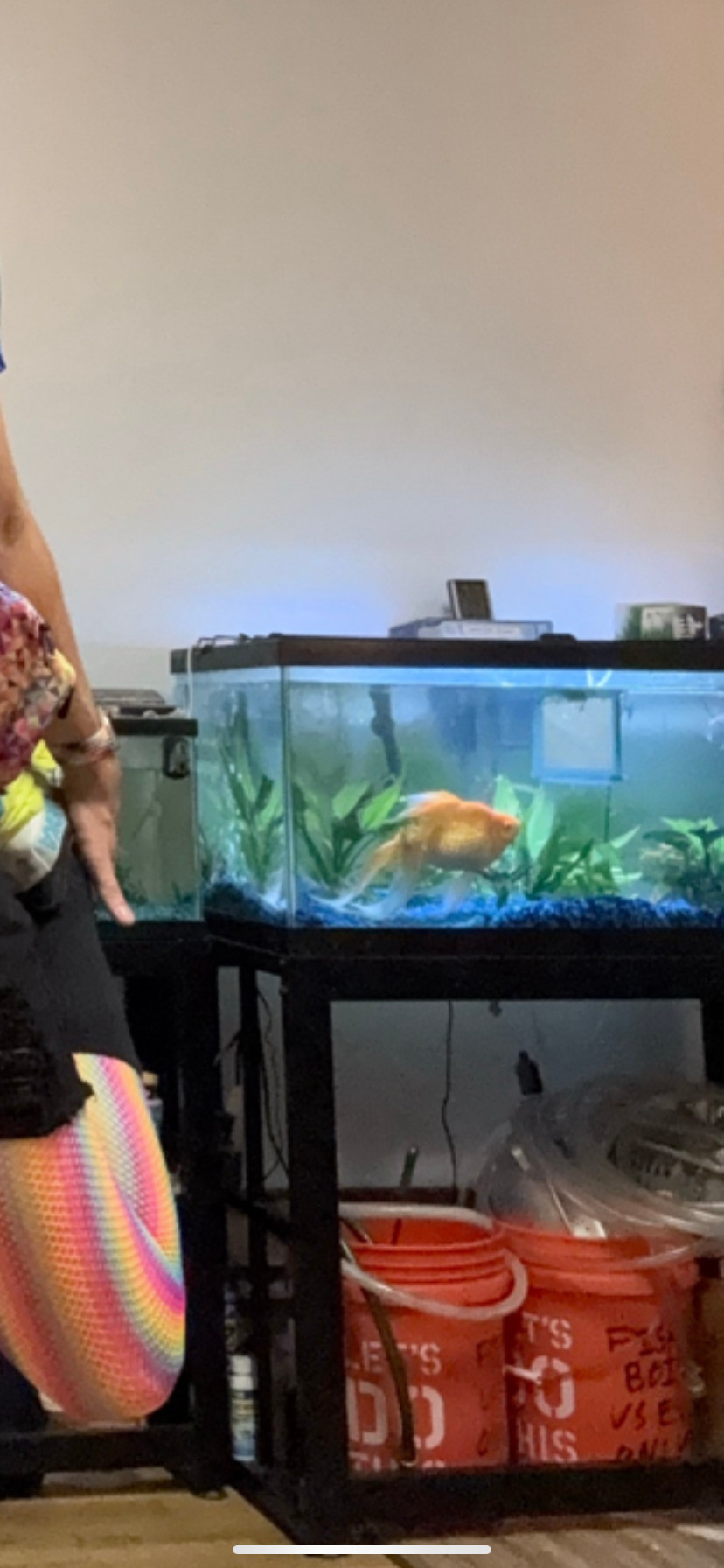 Large goldfish in an aquarium