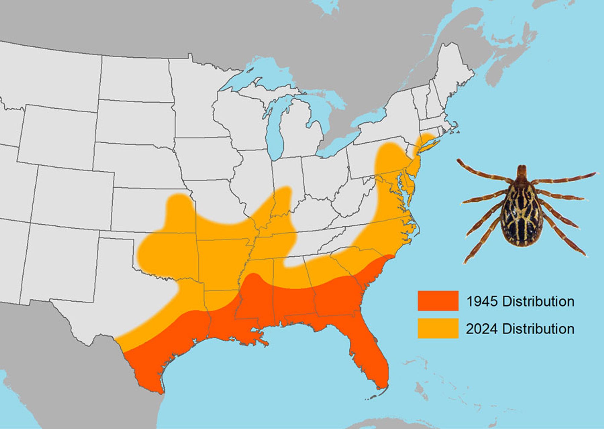 Map showing expanded range of the Gulf Coast tick, Amblyomma maculatum, a human-biting tick species newly established in the northeastern United States, in 1945 compared with 2024. In 1945, these ticks were largely confined to a coastal swathe along the Gulf of Mexico; they are now found as far north as Indiana and Illinois in the Midwest, and Connecticut in the Northeast