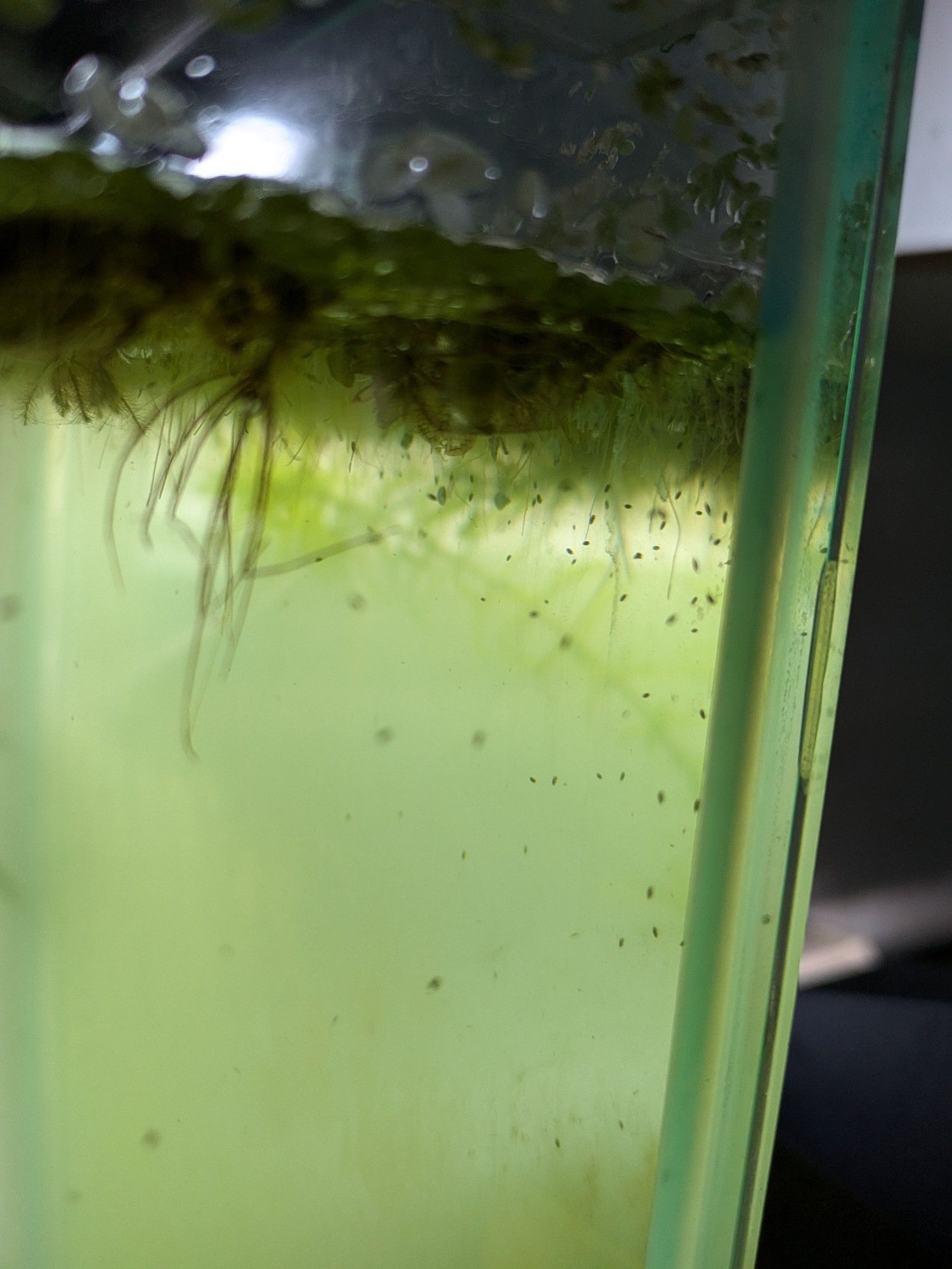 Ostracods gather in the corner, happily, of my big green tank.