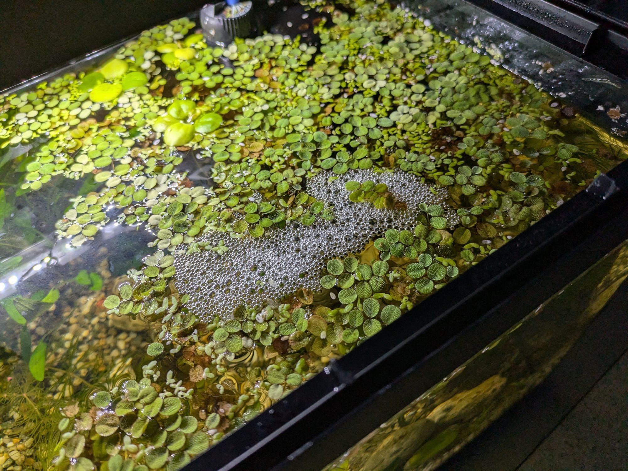 Chip's biiiggg ole bubble nest in his floating plants.