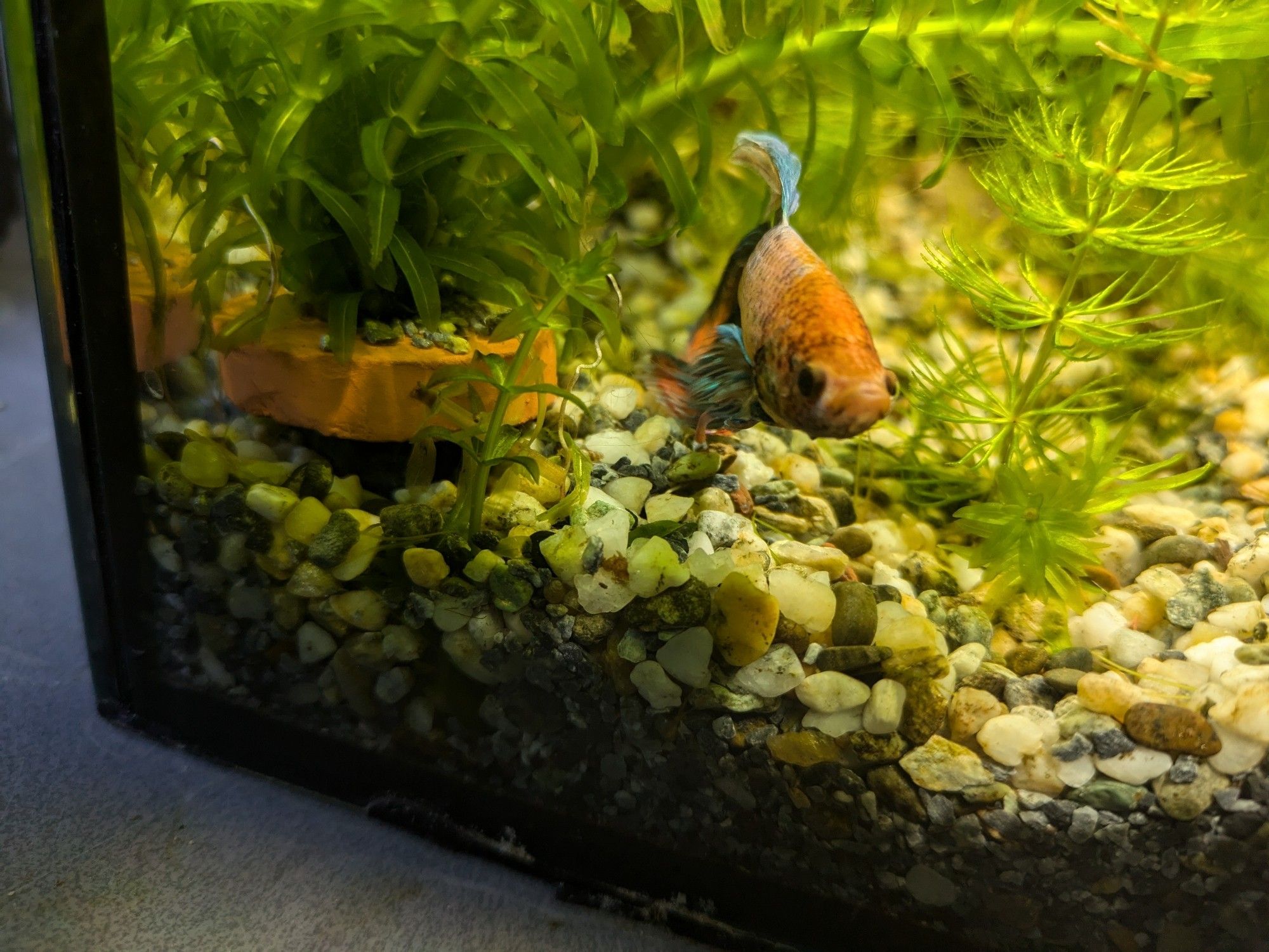 Chip sulking around the back of his tank, with a lil pout.