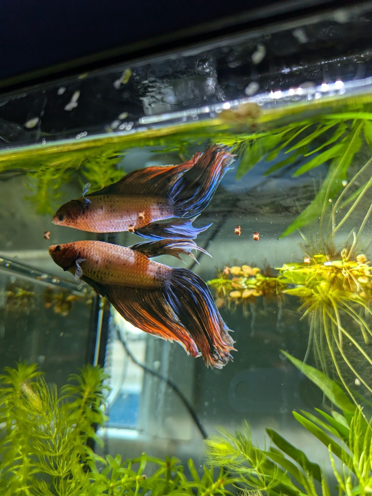 Chio and his reflection eat food. I think the faint transparent edges of his fins are some fin growth? He has a tiny hole on his back fin and a bubble of fin growth, like it gew back too big. I think had some hard times. I worry he's on the older side but hopefully I'll have him for years to come.