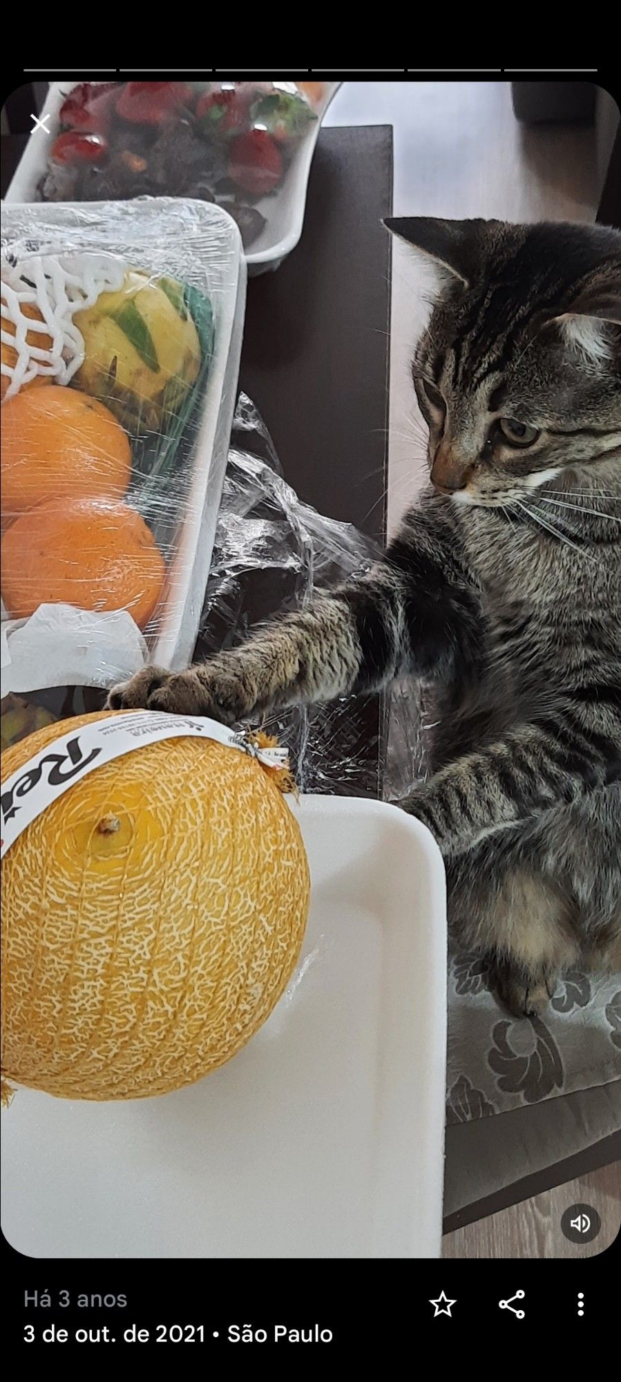 Foto de um gato rajado tentando pegar um melão de uma embalagem