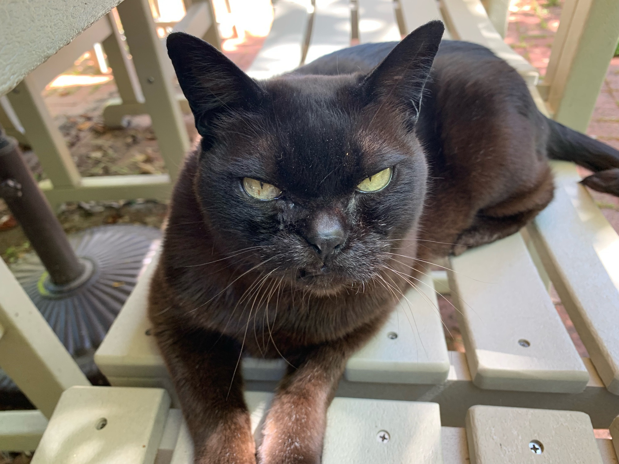 Burmese cat making relaxed squinty-eyes while lying on a chair