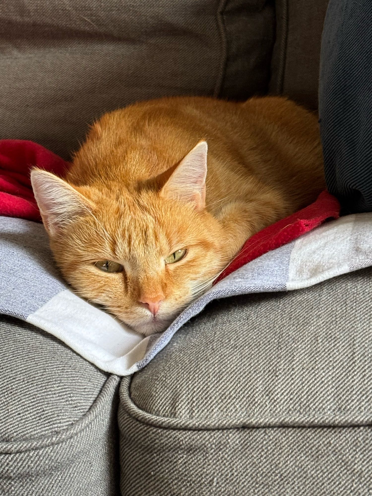 Kleine rote Katze liegt auf einer roten und einer blau-weißen Decke in einer Ritze zwischen zwei Sofa-Sitzkissen und schaut grantig-müde in die Kamera.