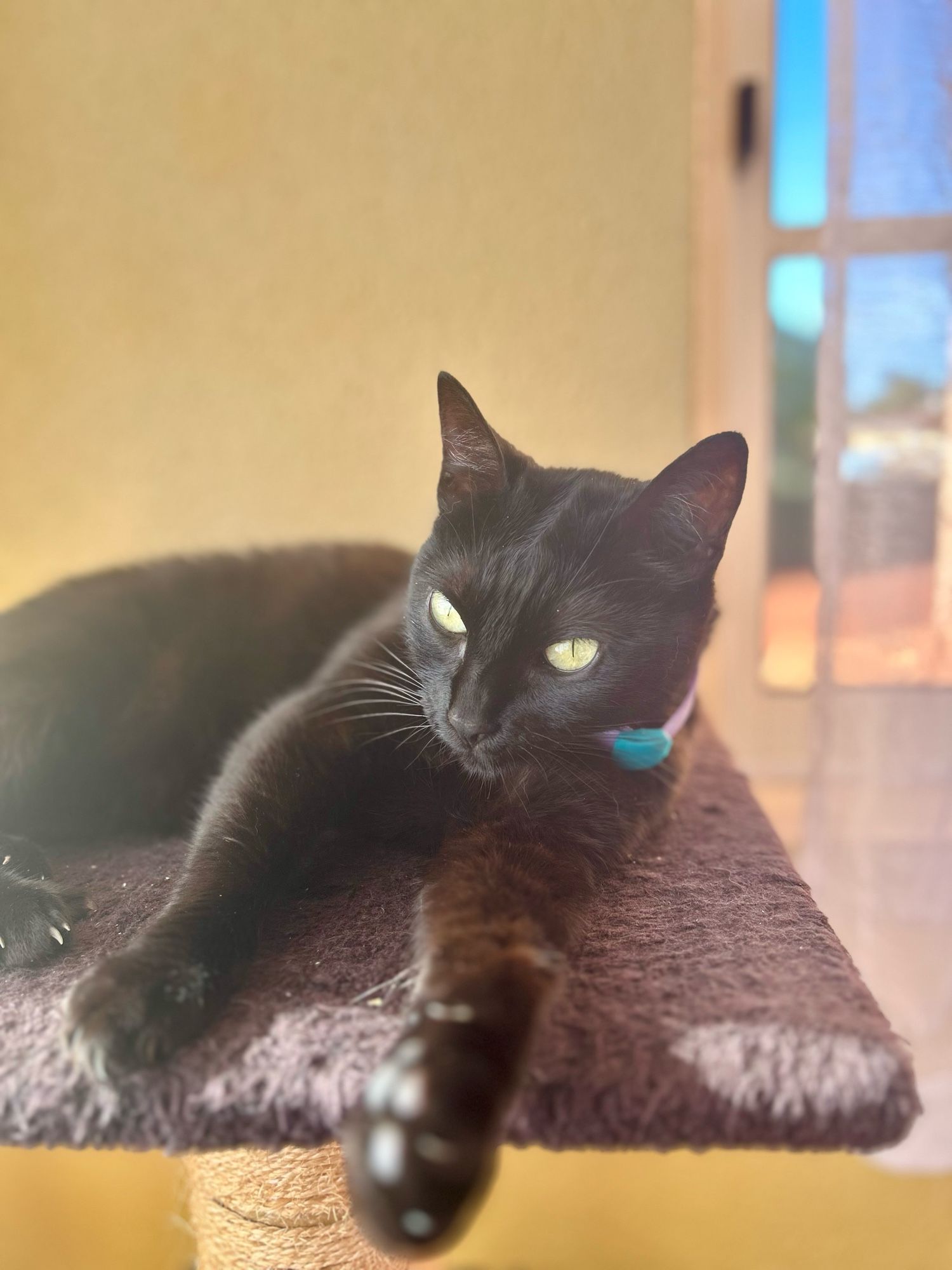 A black cat with a mauve and blue collar rests on a cat tree, extending one paw forward. Sunlight filters through a nearby window.