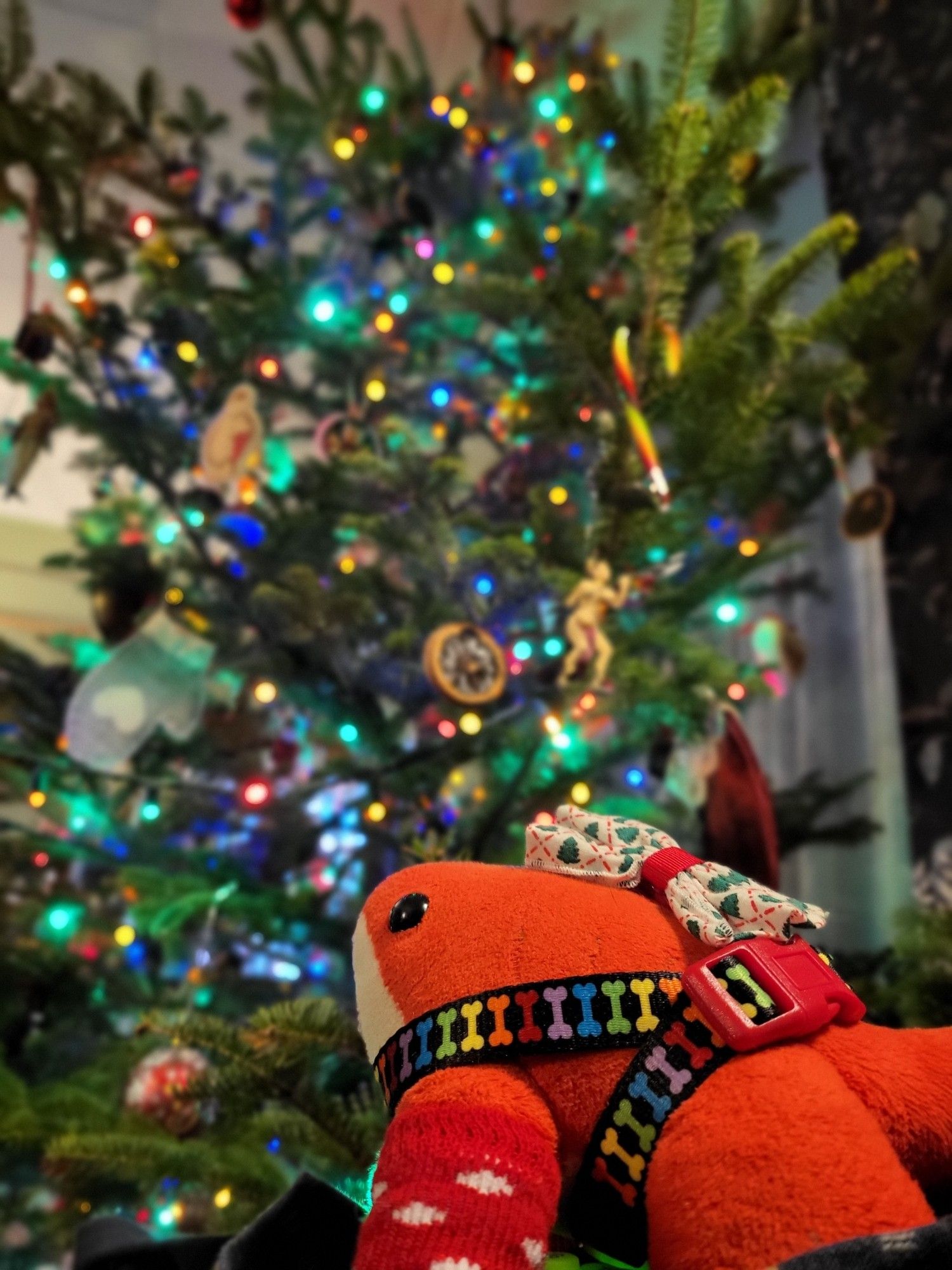 kirishark the red landshark plushie, wearing a cute Christmas bow on his fin and warm red socks on his paws, looks up at a very big tree decorated with rainbow lights and many ornaments