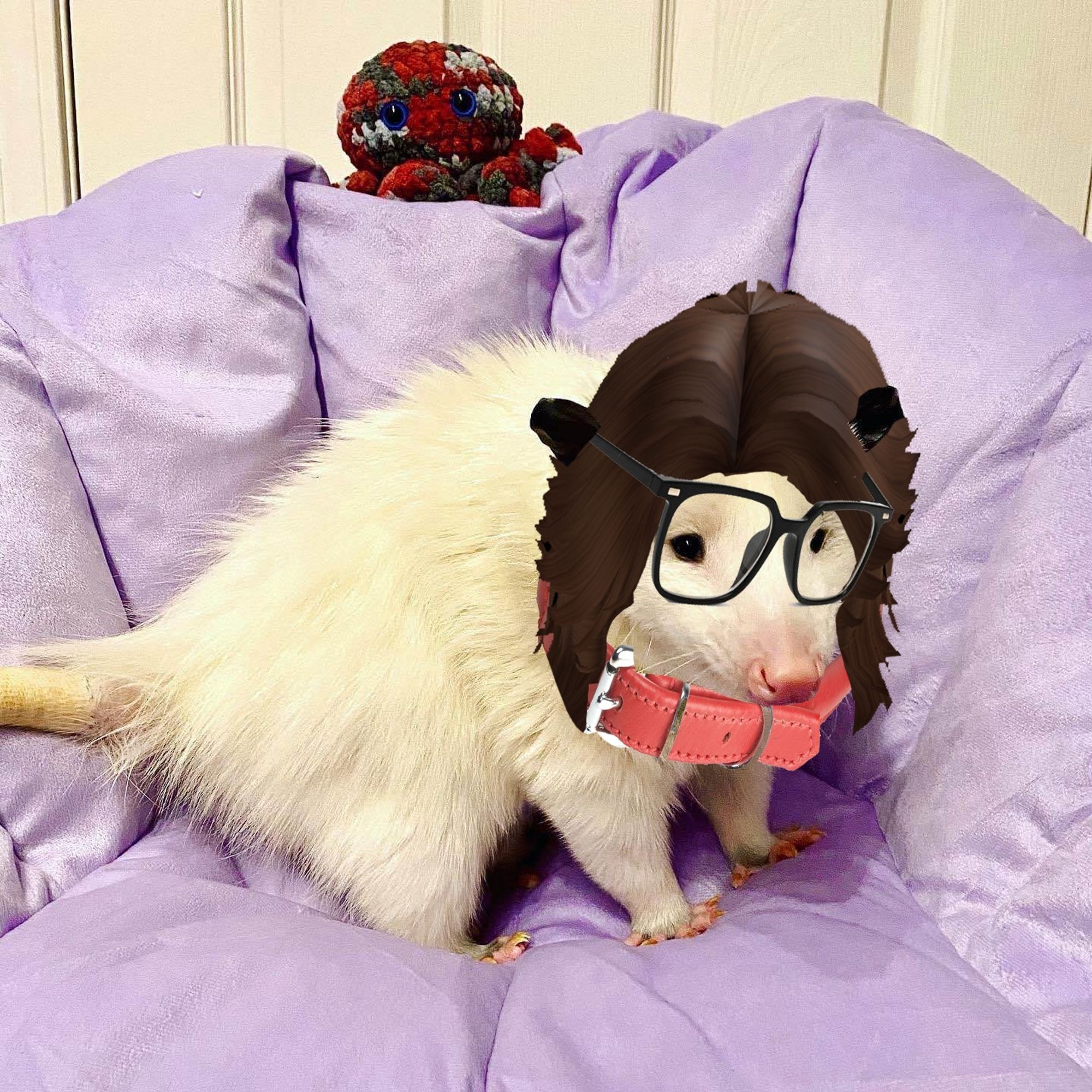 White Virginia opossum with red choker, square glasses, and long hair