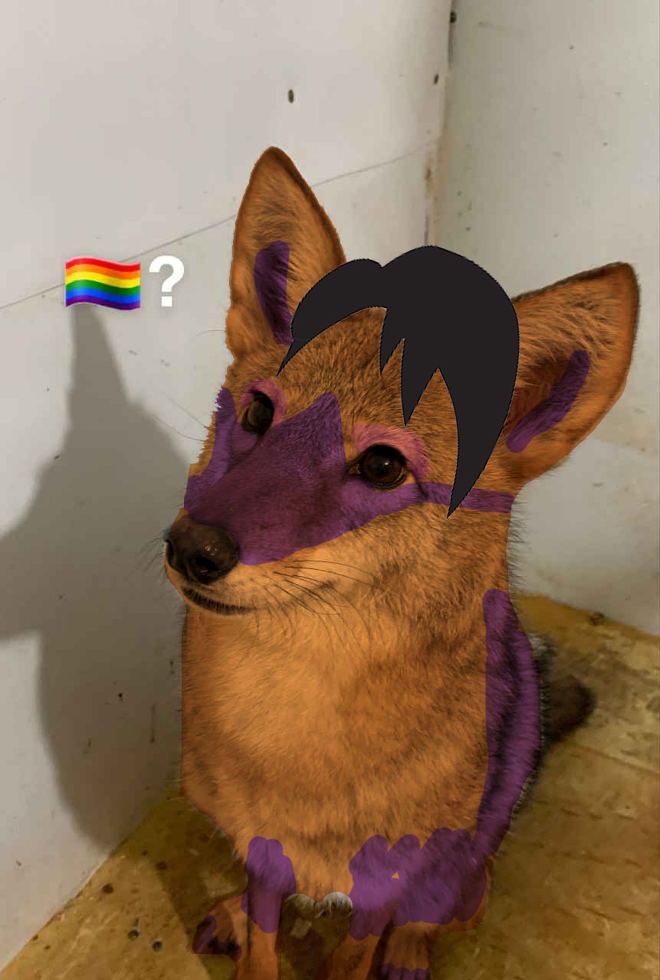 coyote thats orange and purple that MAY be gay