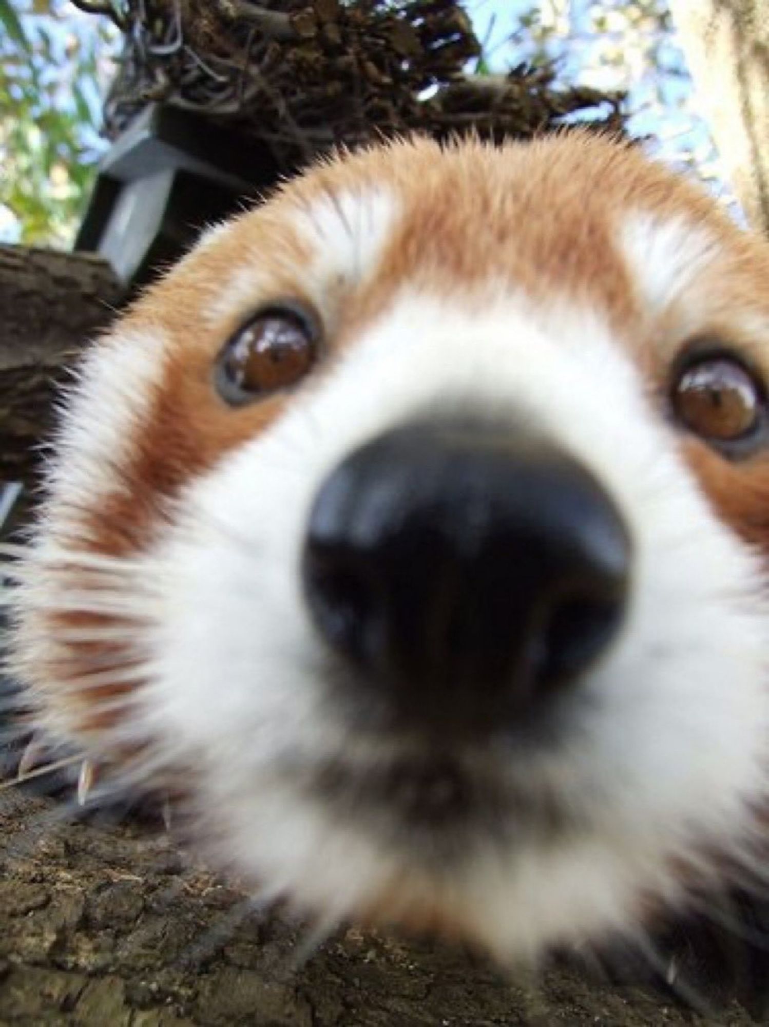 A red panda gets all up close to the camera, giving the viewer a nice detailed look at that boopable snout