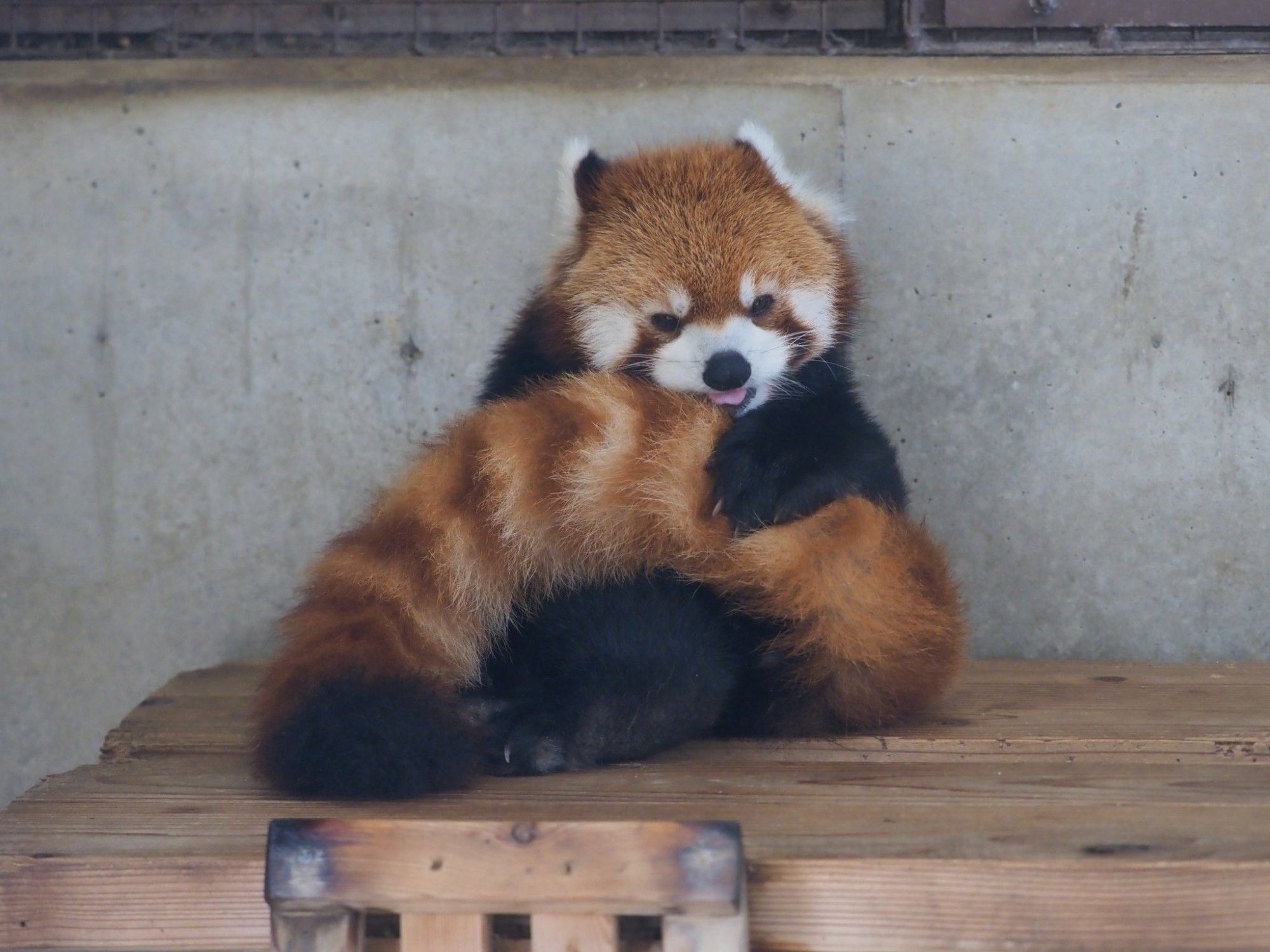 A red panda carefully grooms its fluffy tail, making sure its extra soft for snuggles and to look gorgeous