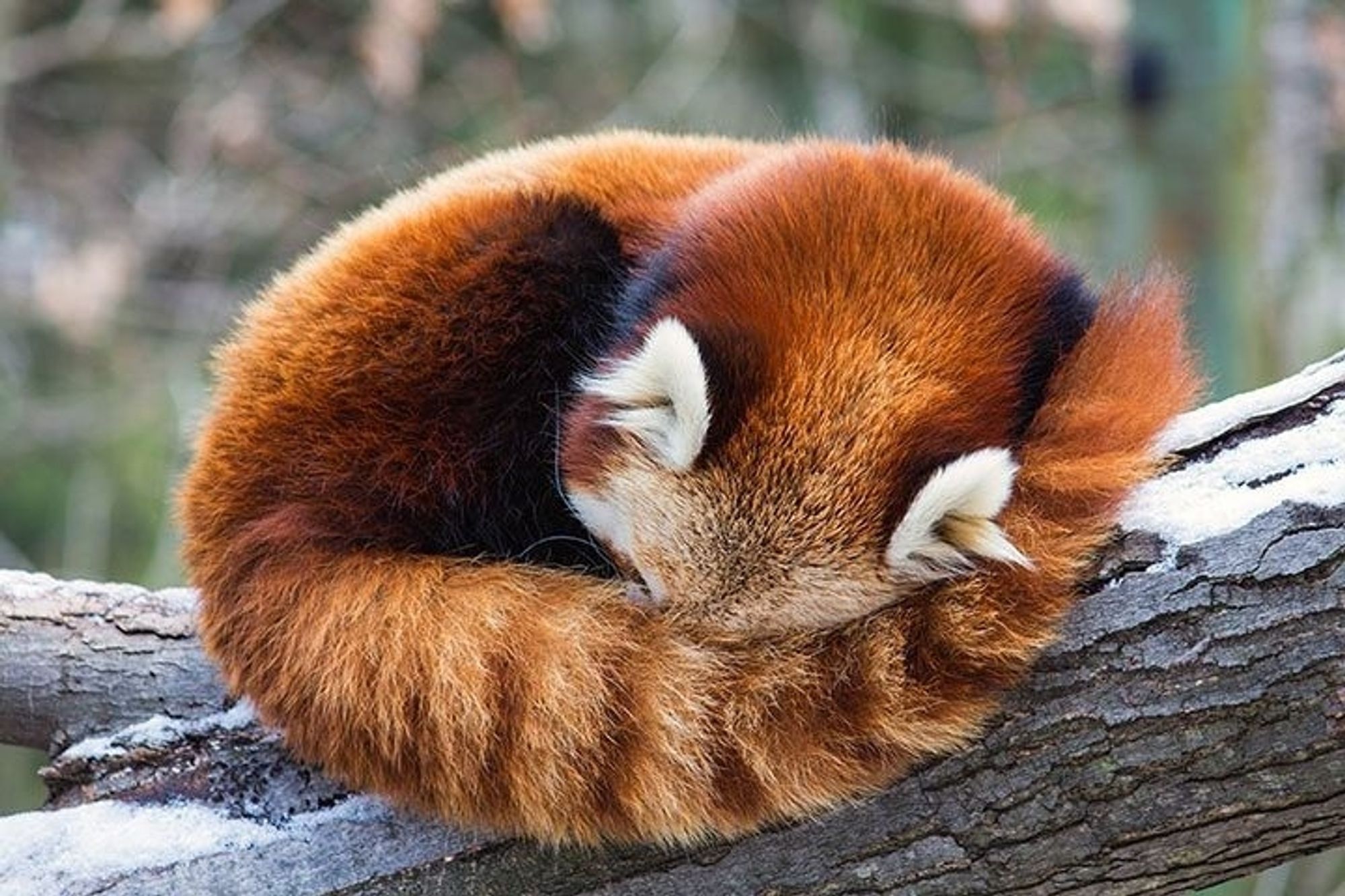 A red panda curls itself into a fluffy red ball, ready for a good nights rest