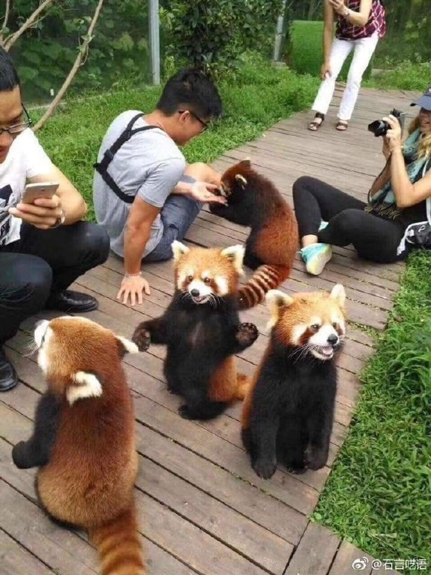 A mischief of red pandas stand around a group of students, mainly there to recieve scritches, snuggles, and snacks