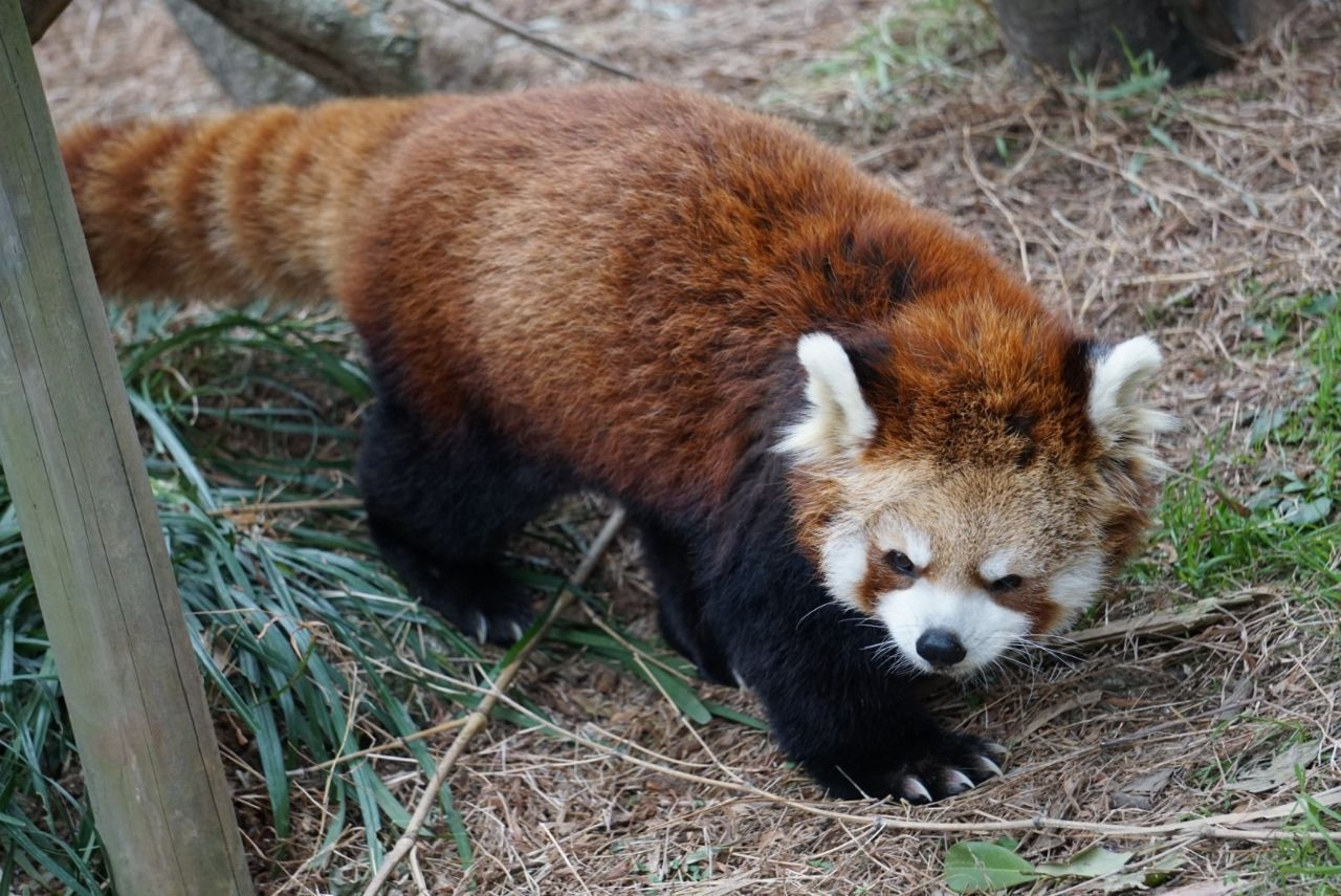 Waking up from a nice sleep is always the worst, and this elderly red panda 100% knows it. It grumpily stomps across some straw that it used as bedding, on its way to get some breakfast from some caretakers