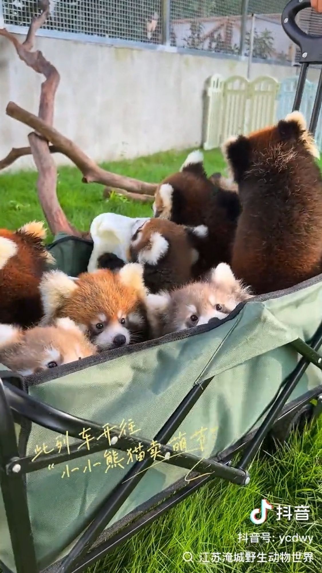 A whole mischief of little baby pandas are toted around in a wagon. Looks like they're off on an adventure