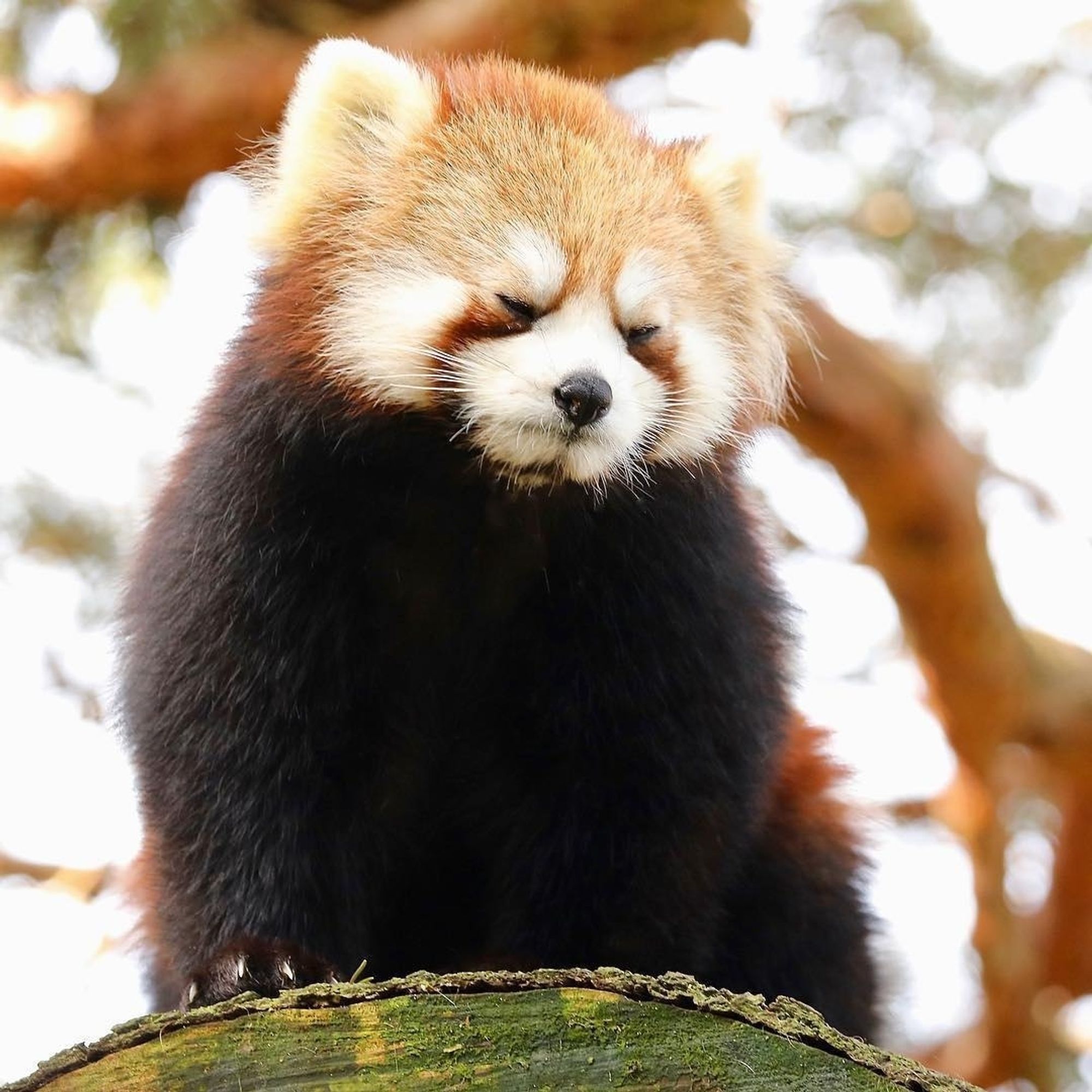 A poor eepy panda struggles to keep its eyes wide open to stay busy for the day. Poor little bean, give them a nap and some snacks!