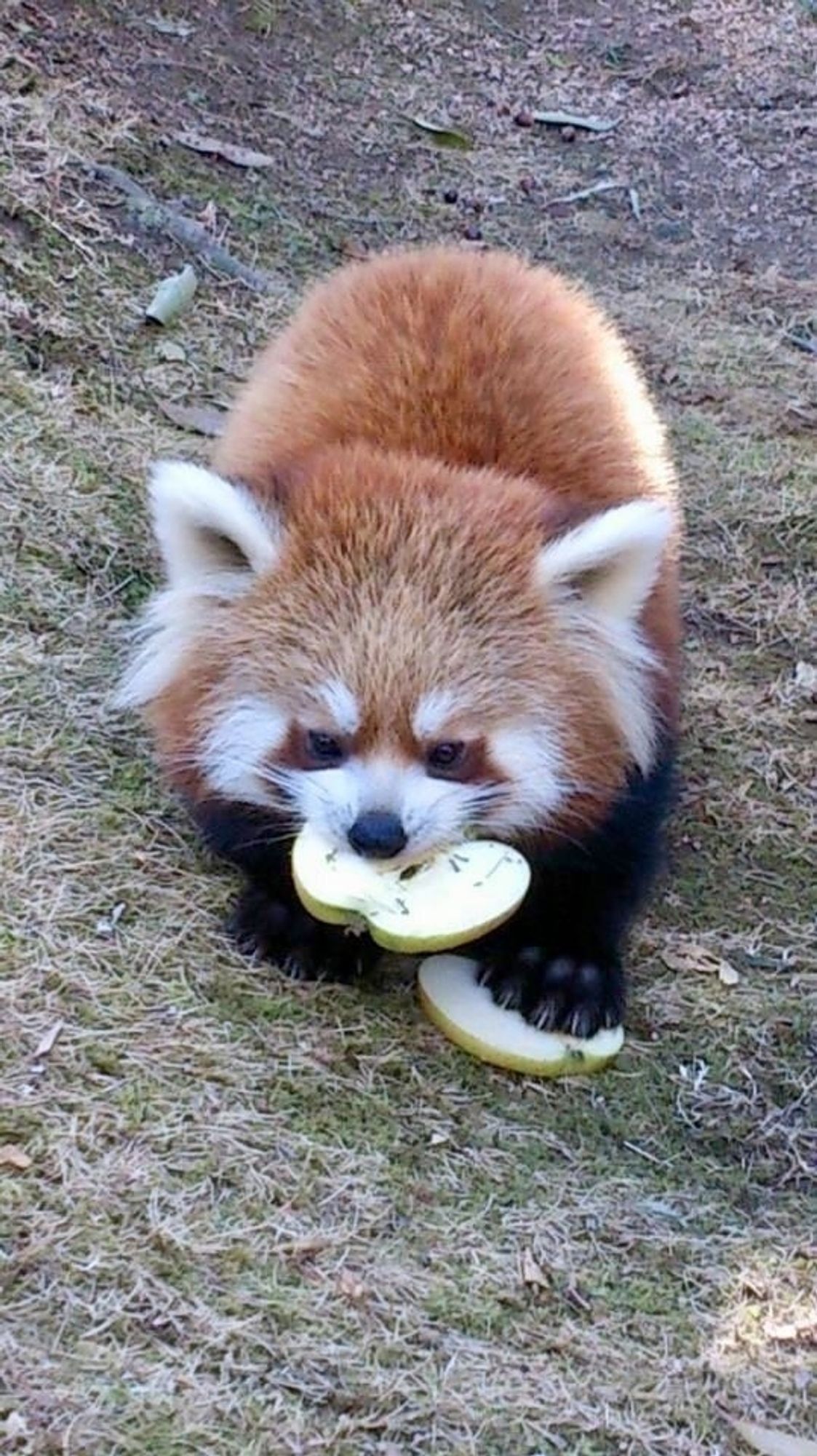 A big fluffy panda safe holds two apple slices, one in its mouth and another under its paw. With snacks well gaurded, none can even try to steal them