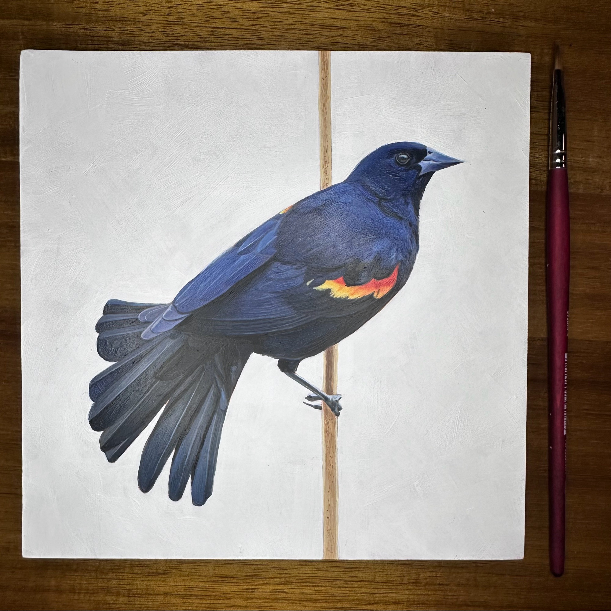 A red wind blackbird hanging onto a reed with. White background