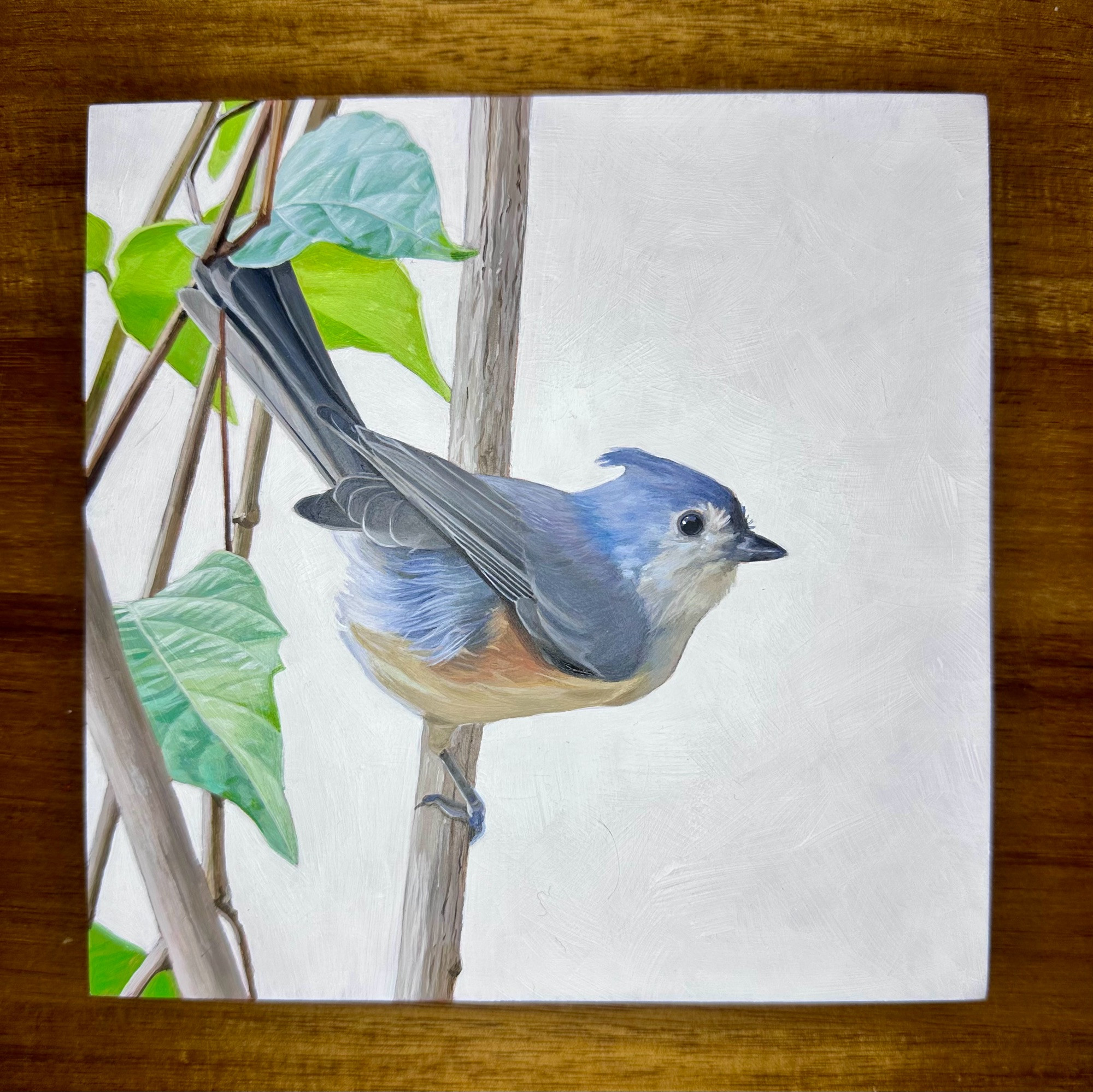 A painted tufted titmouse hanging on a branch. Some green leaves to the side, and painted on a white background 