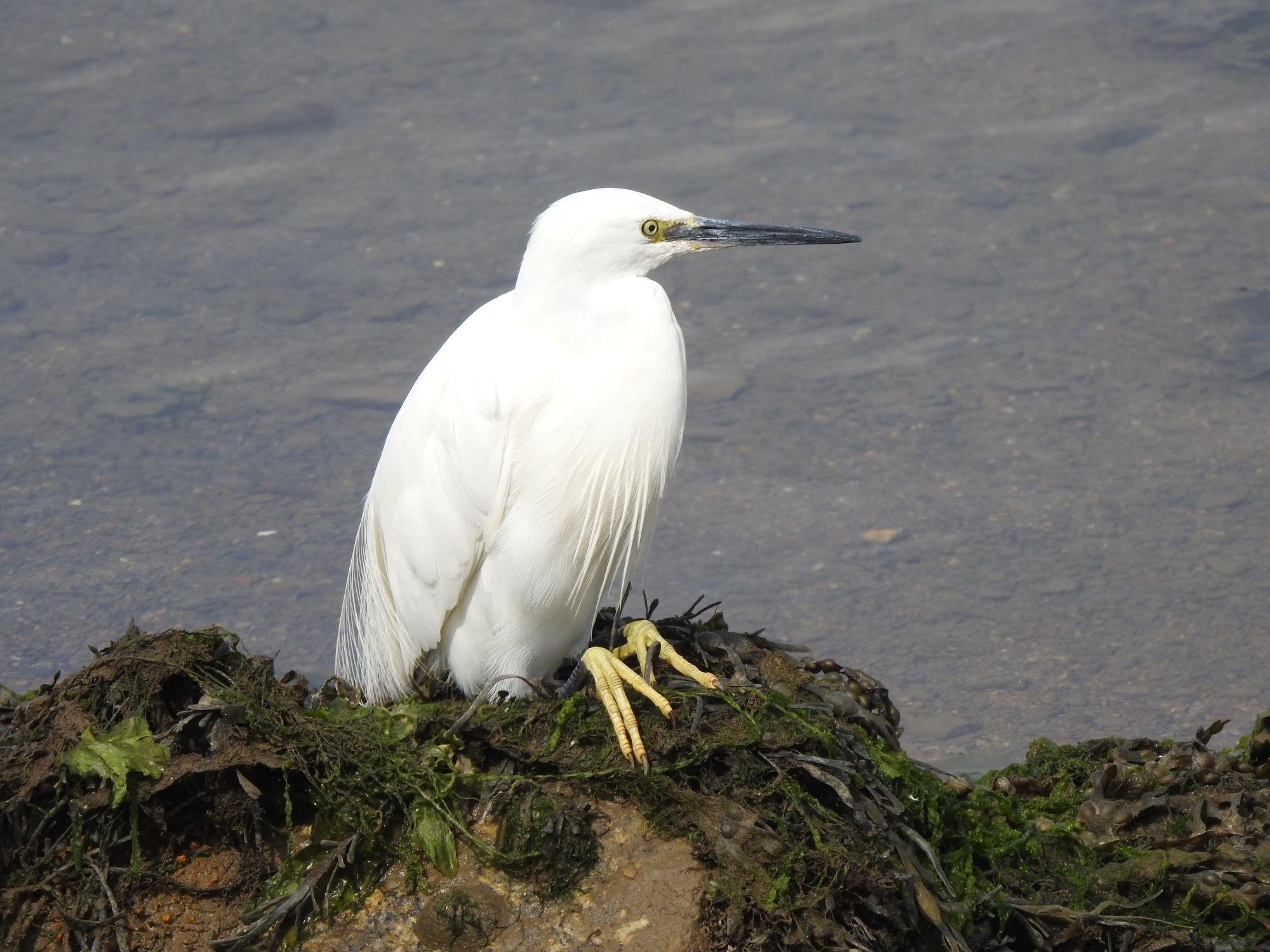 Little Egret sitting