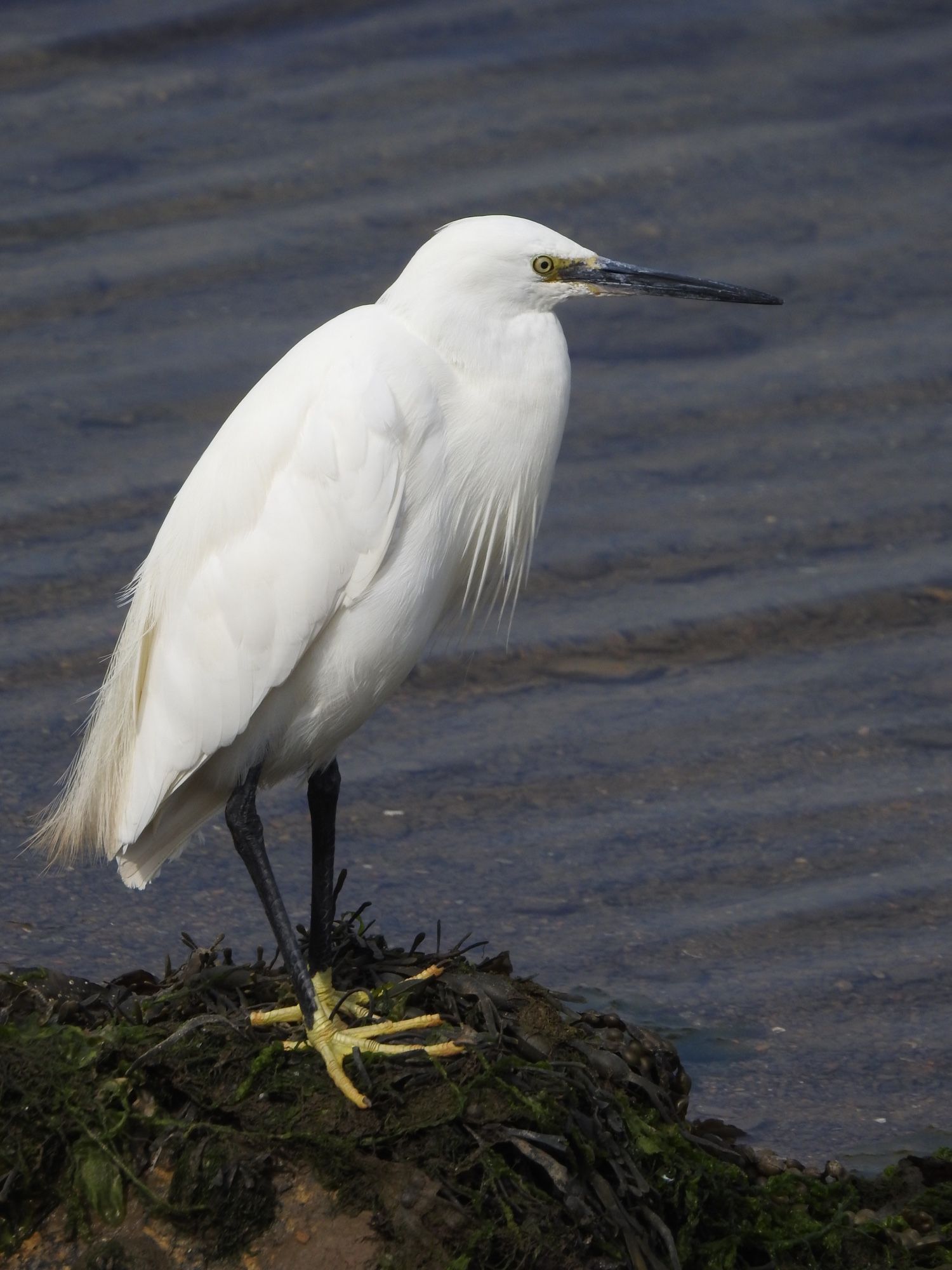 Little Egret standing