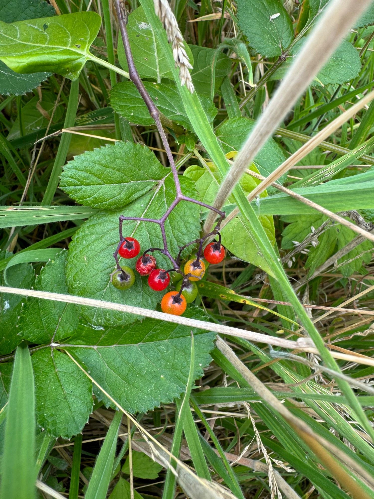 Bittersweet berries