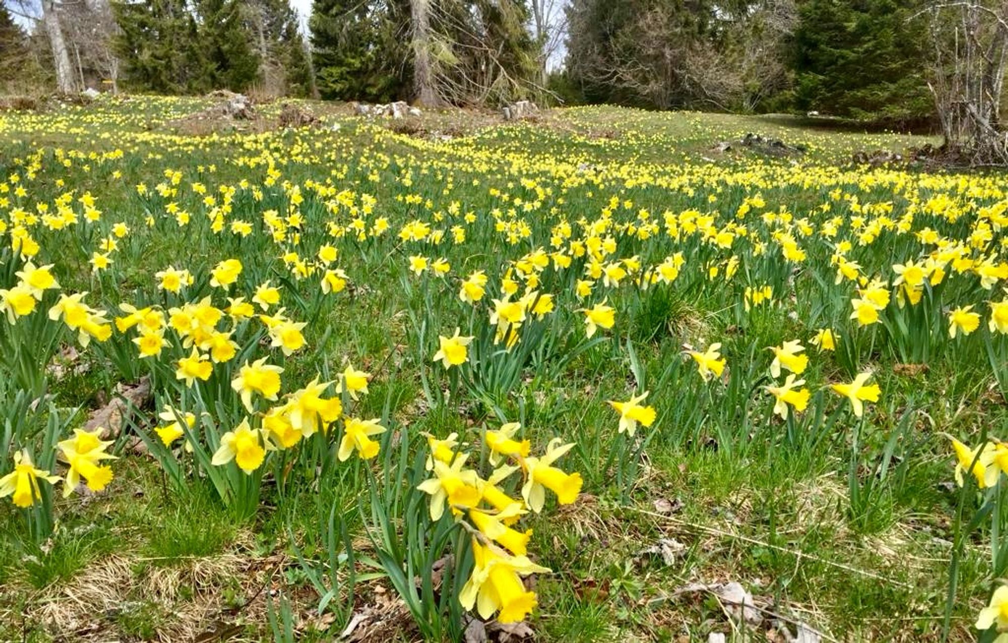 Ein grosses Feld voll mit gelben Narzissen.