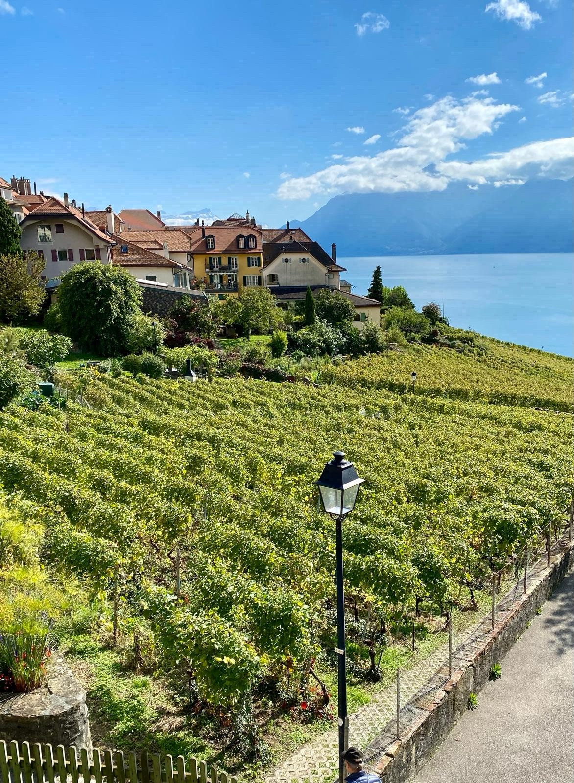 Blick über die grünen Weinreben auf den Genfersee. Links sieht man das alte Städtchen Epesses. Vorne im Bild eine Laterne und ein Zaun, der die Reben vom Weg trennt.