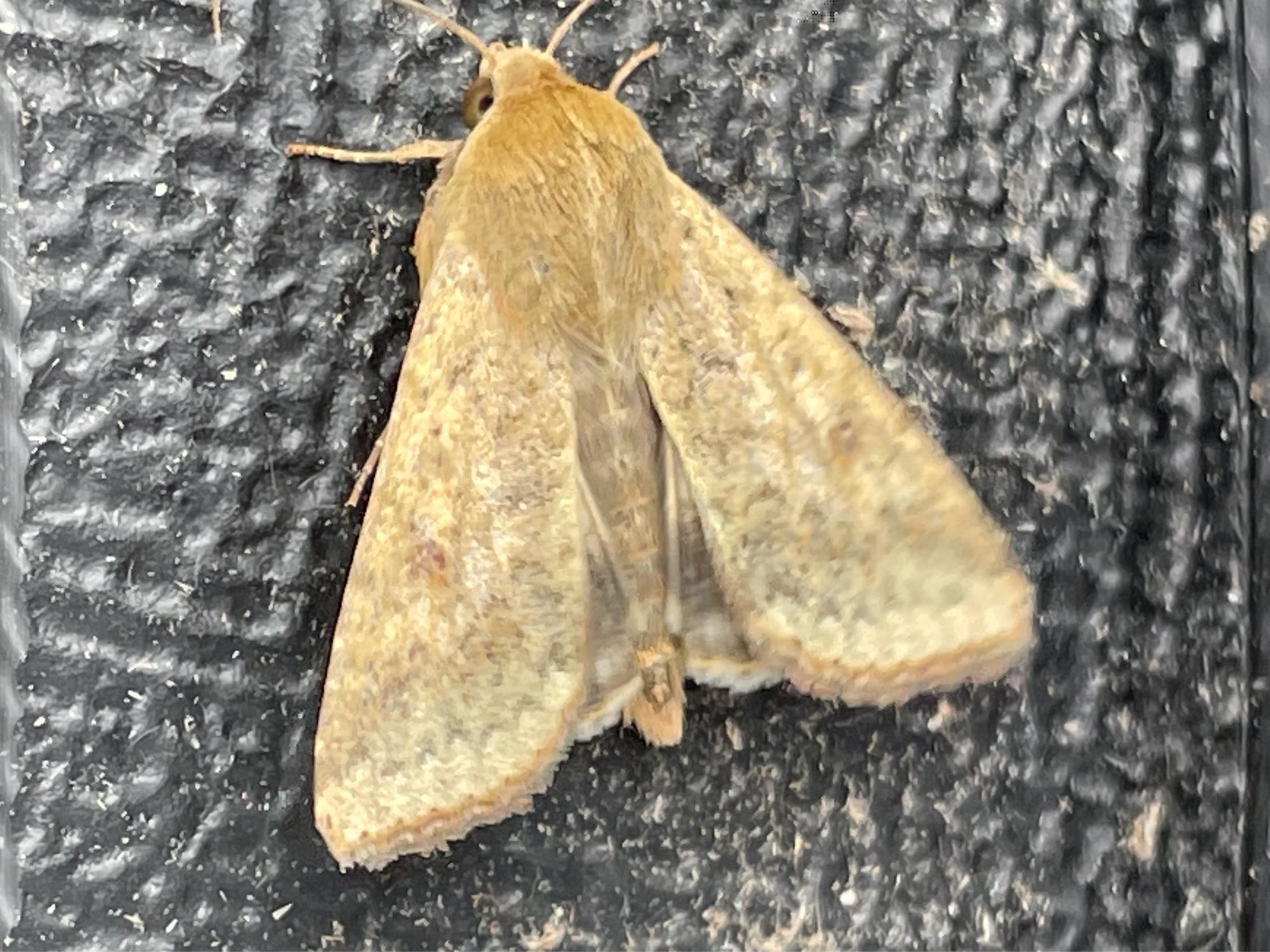 Scarce Borders Straw