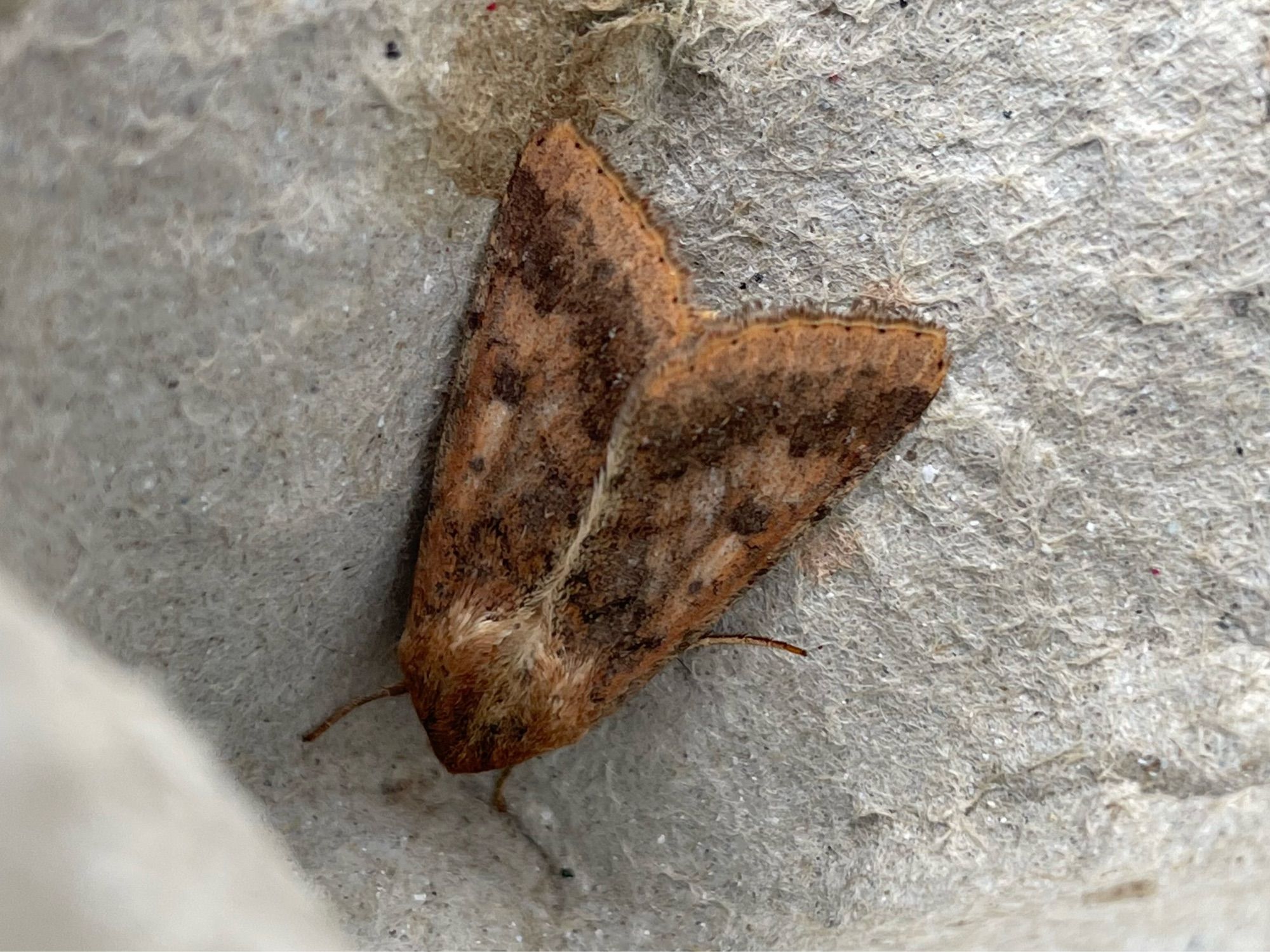 Scarce Bordered Straw