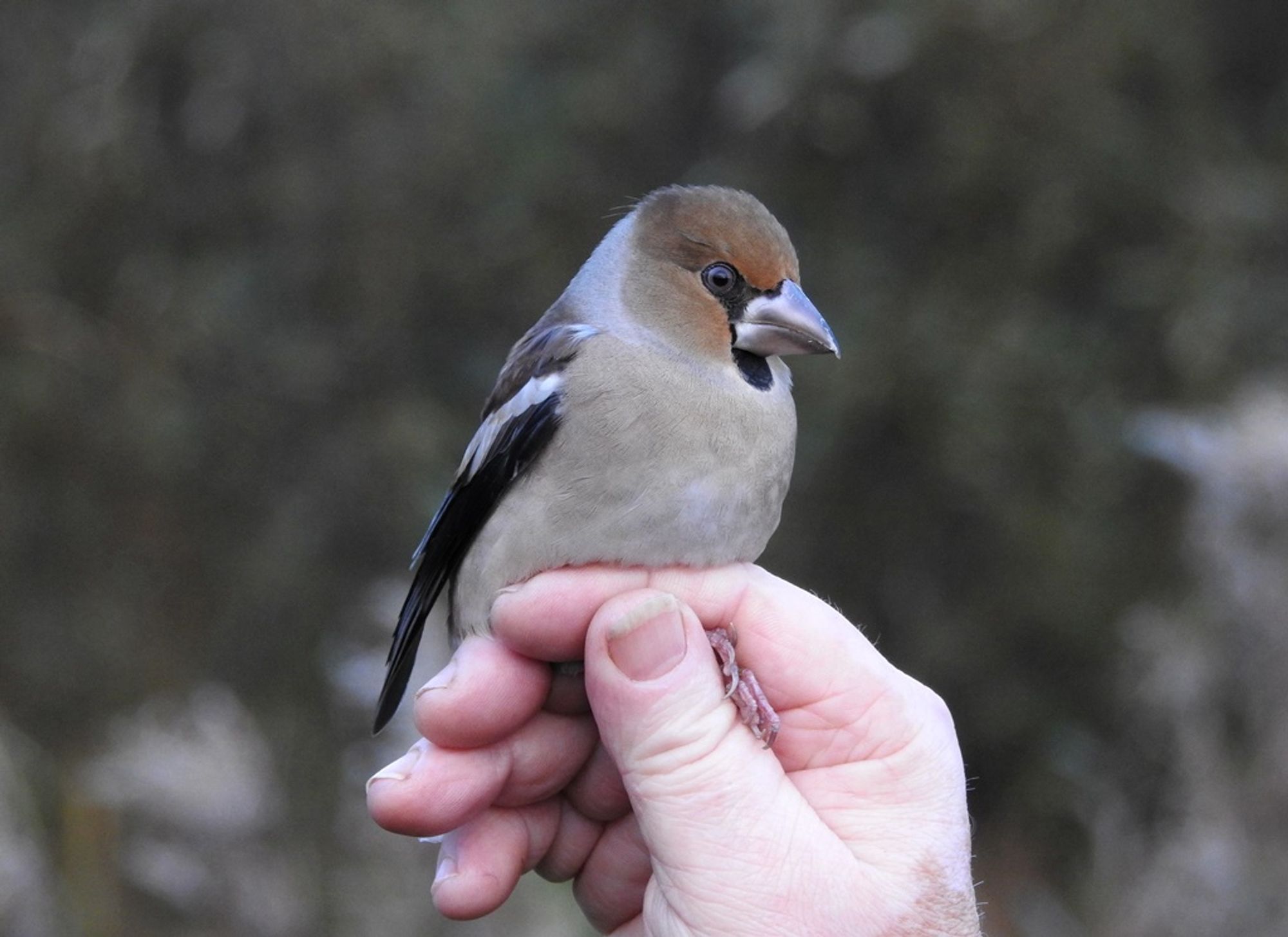 Hawfinch in the hand