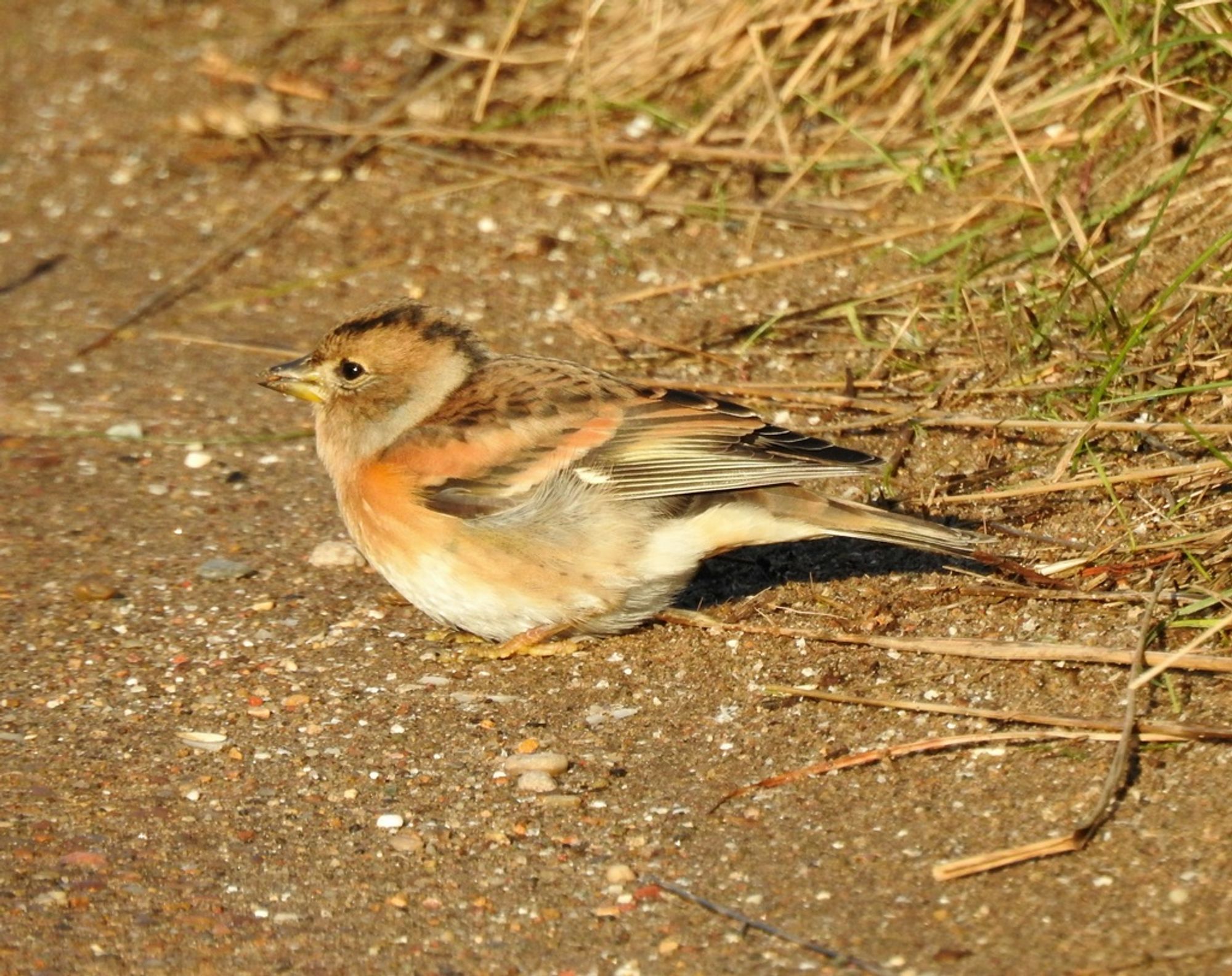 Brambling