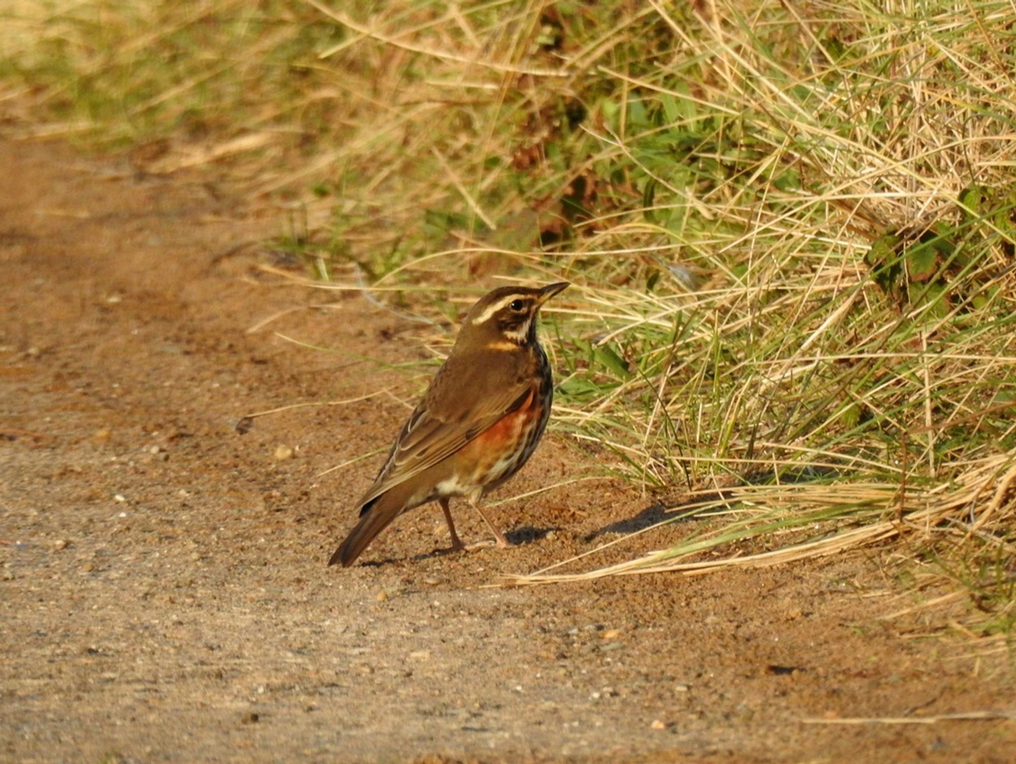 Redwing