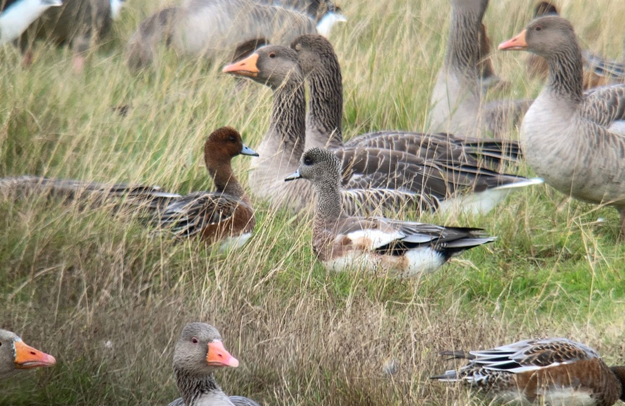 American Wigeon, Eurasian Wigeon and Greylag Geese