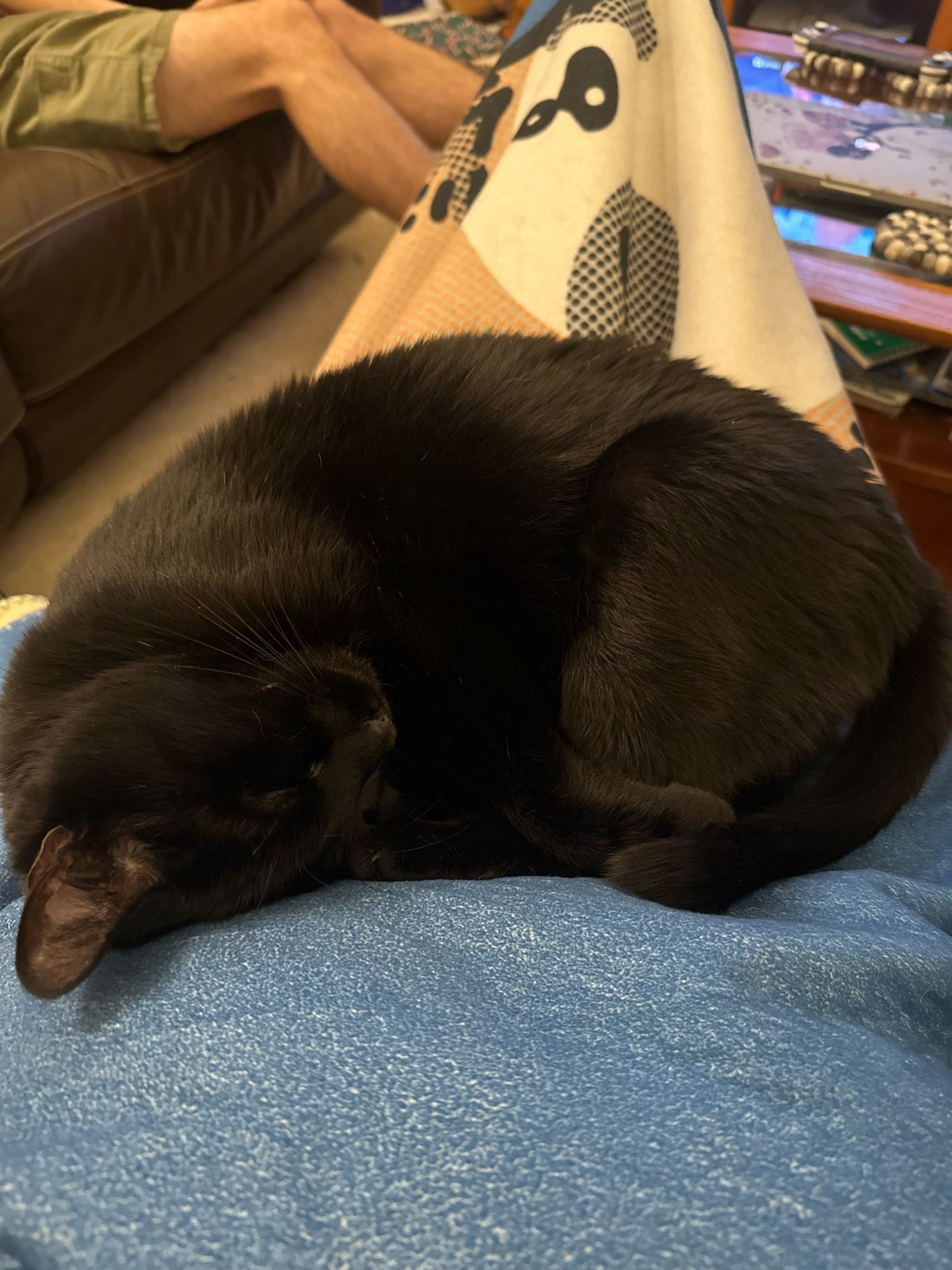 A black cat sleeps curled up on a blanket, which is covering his human’s lap.