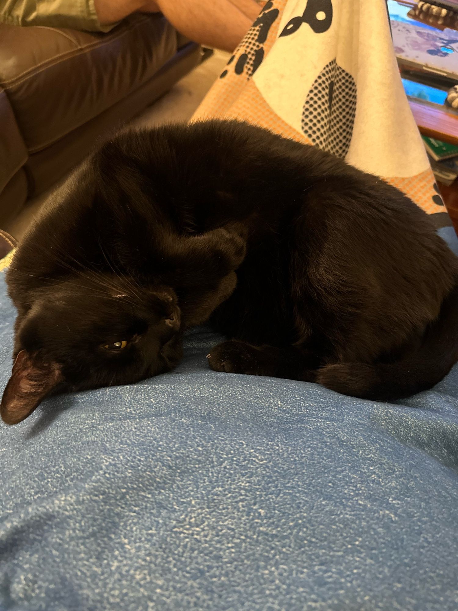 Black cat curled up on a blanket, which is covering his person’s lap. He has one eye slightly open.