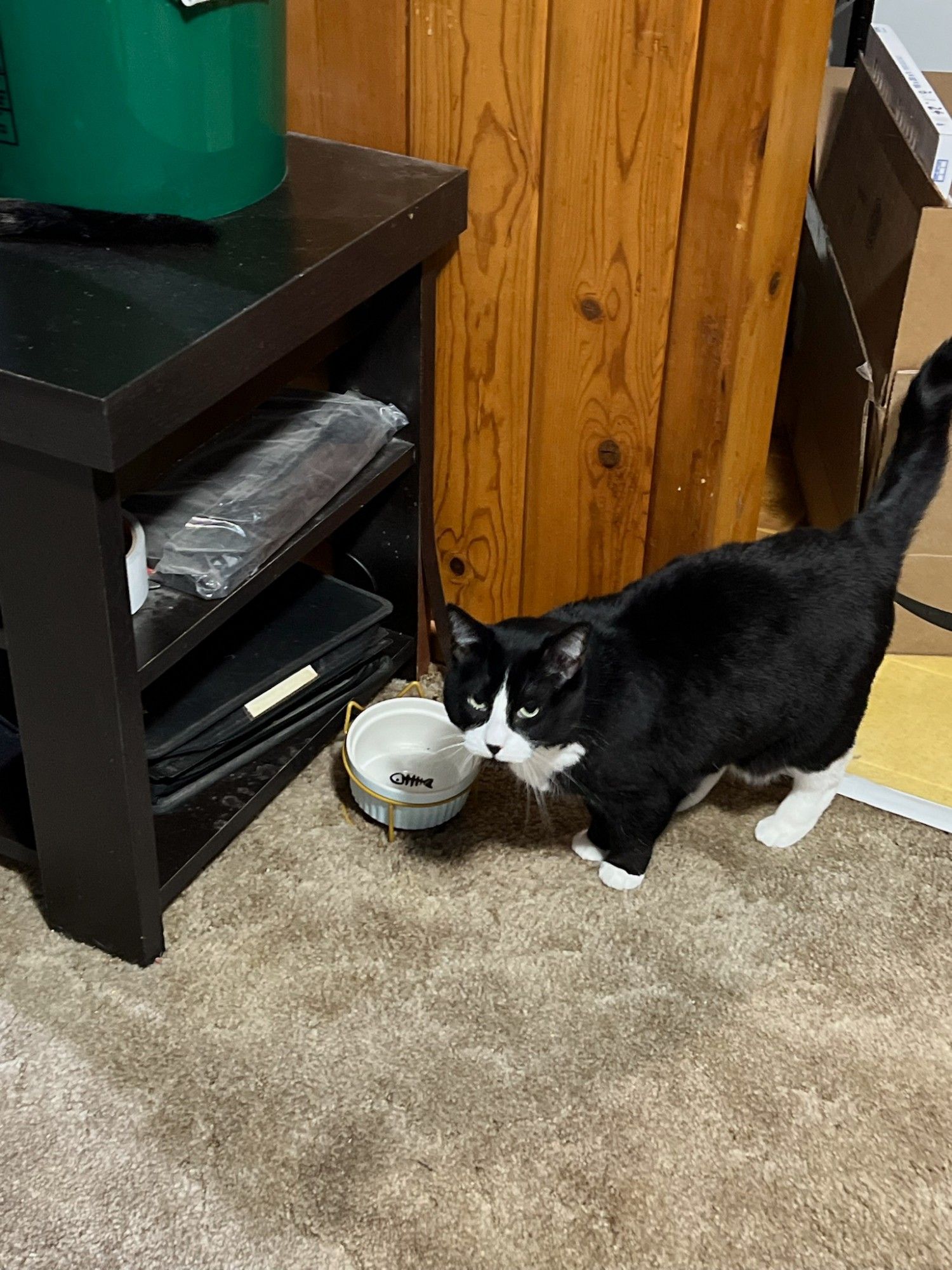 Sombra,  a slightly chubby tuxedo black and white cat, glares up in an accusing manner while standing next to an empty food bowl.