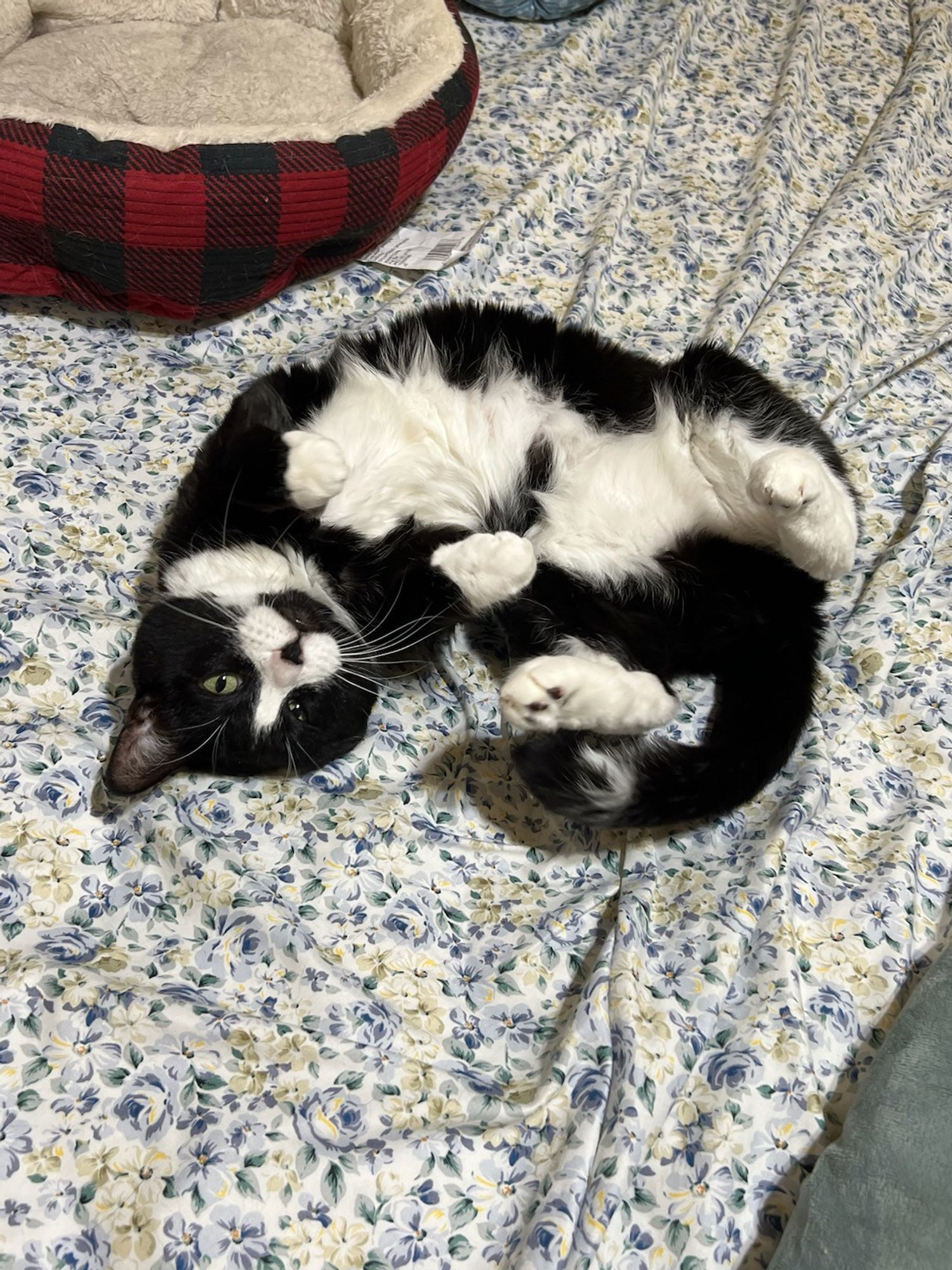 Sombra, a slightly chubby, black and white tuxedo cat, on her back, slightly curled to the right with her hind paws in the air.