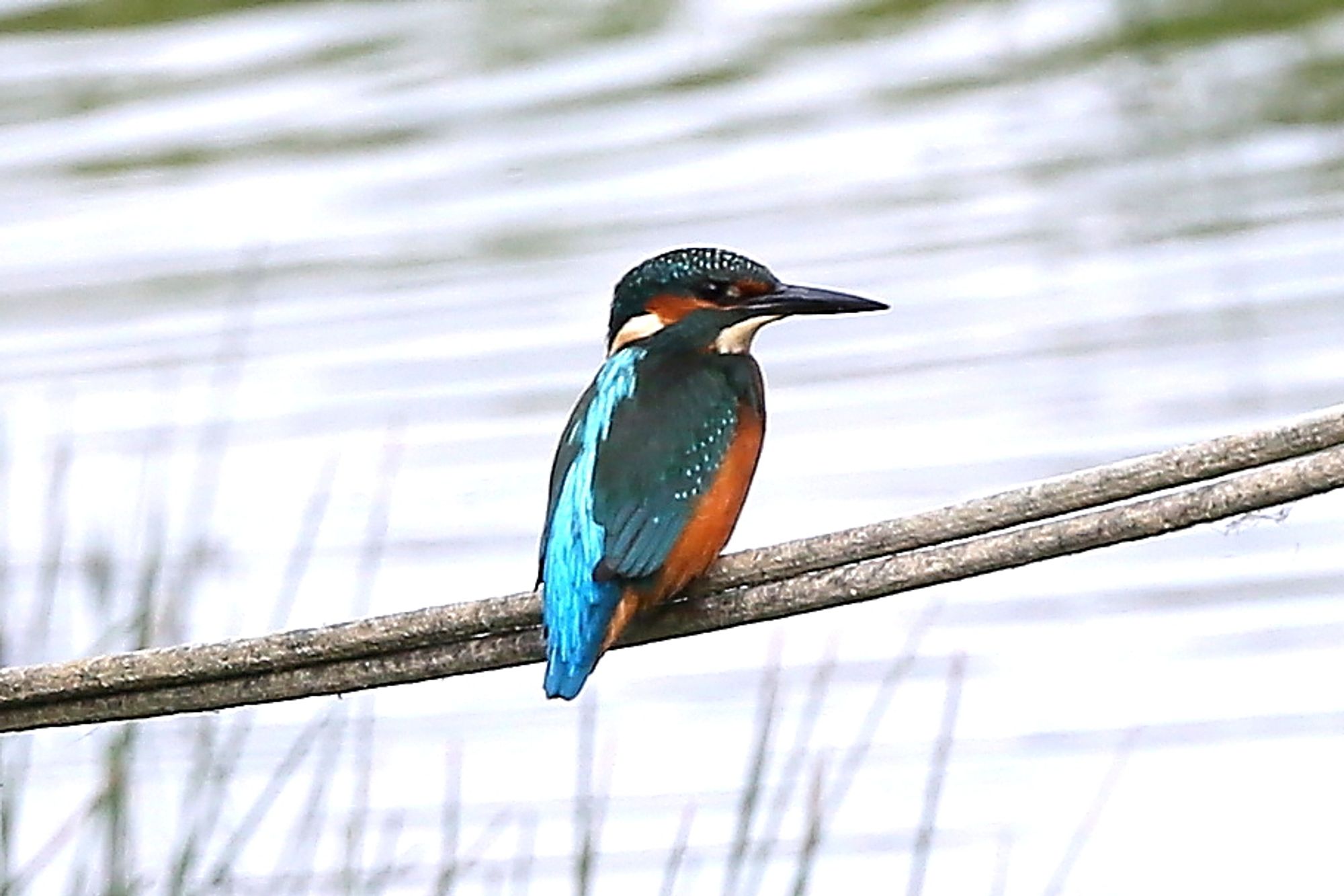 Kingfisher